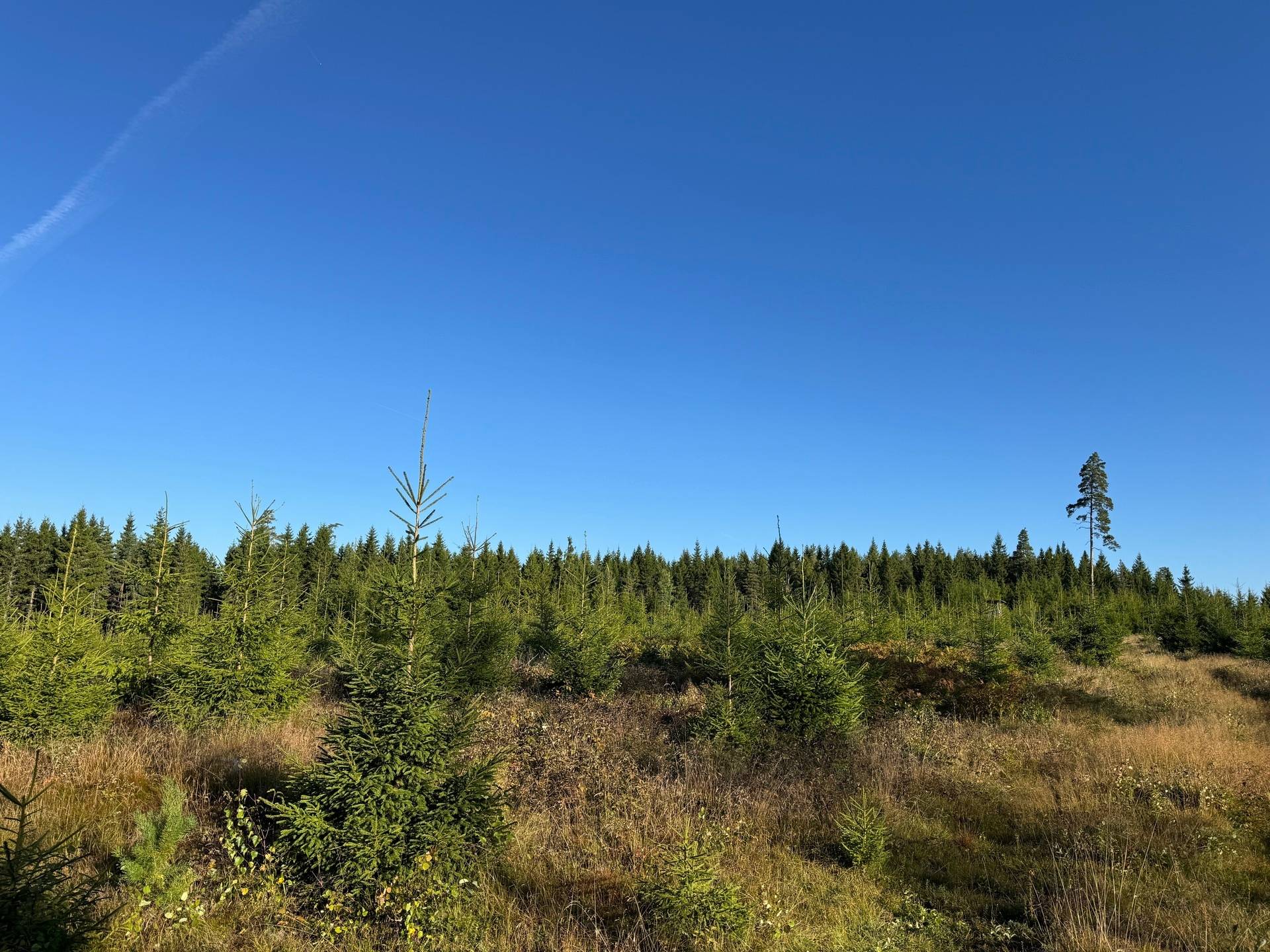 Gård med skogsbruk på Fagerhult Töllsjö Bollebygds kommun - bild 35