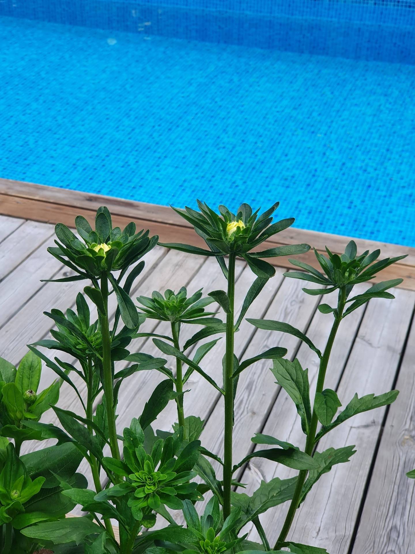 8 rum Kedjehus på Sidenvägen 21 Ekerö Träkvista Ekerö kommun - bild 26