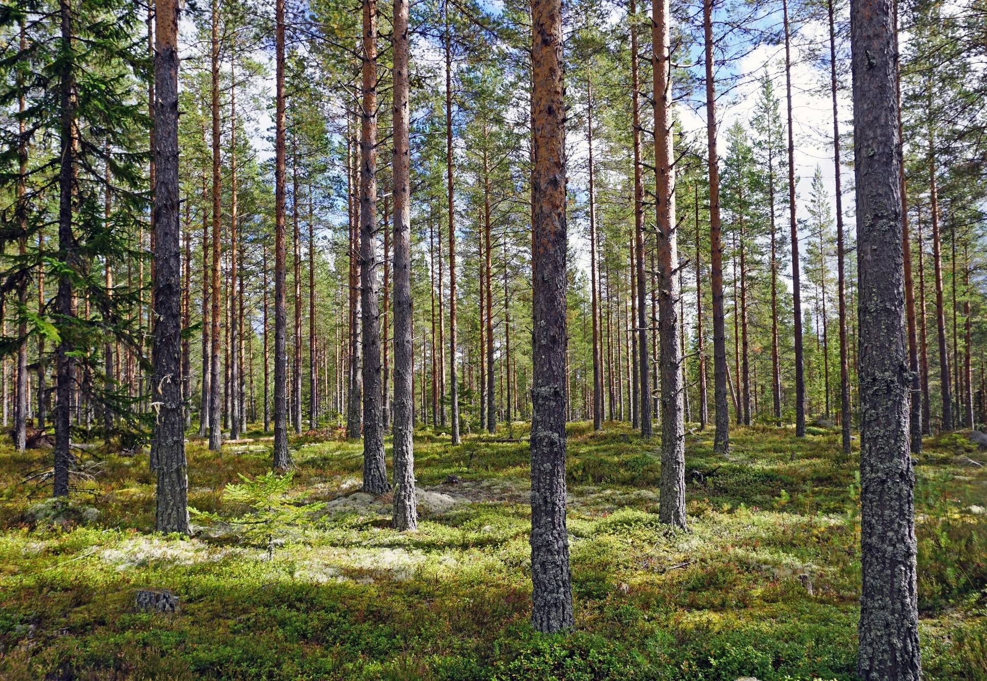 Gård med skogsbruk på Breasen Färila Ljusdals kommun - bild 8