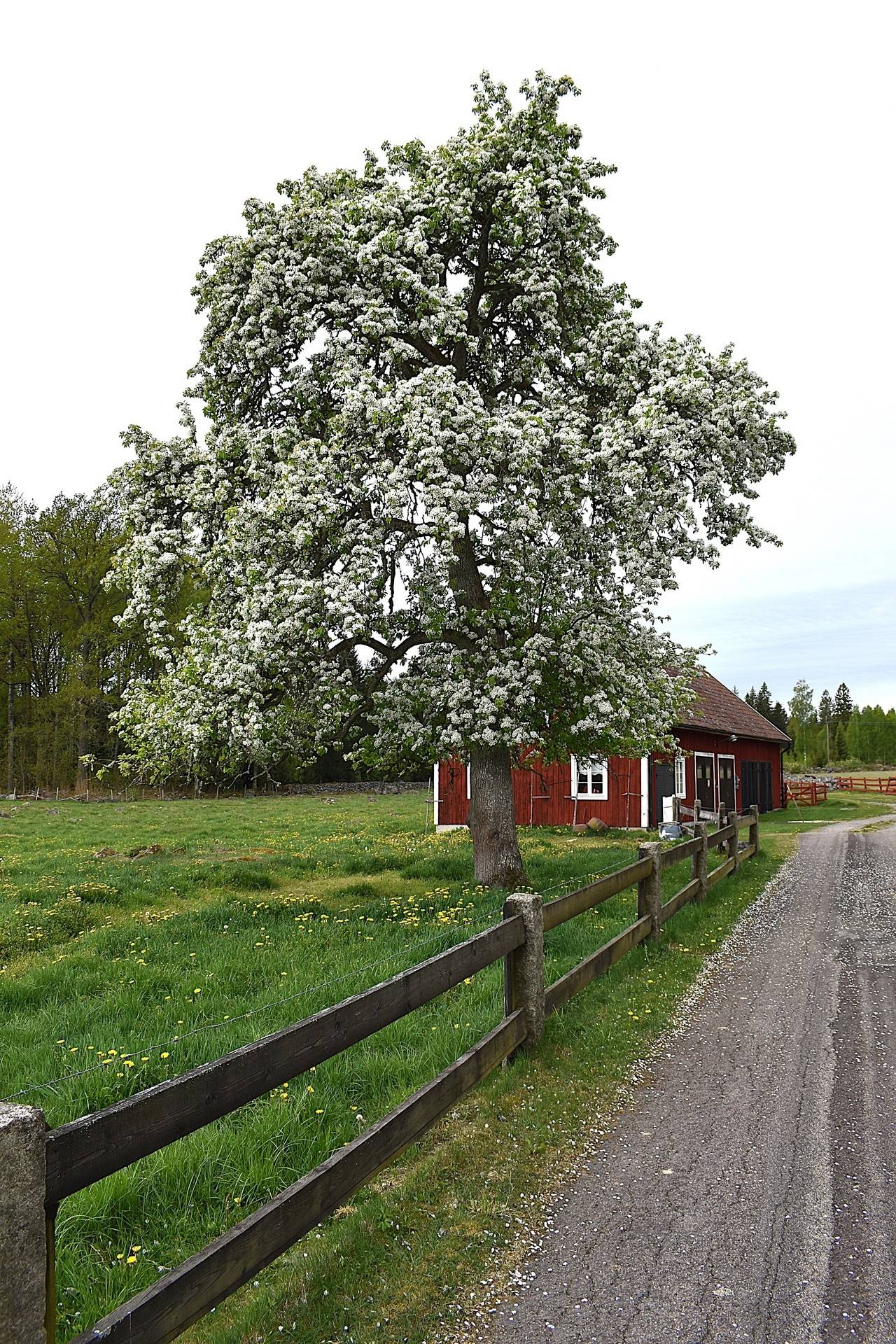 Gård med jordbruk på Stora Slät 116 Nybro kommun - bild 13
