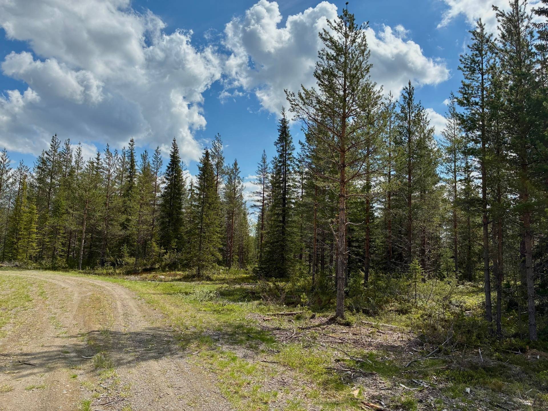 Gård med skogsbruk på Skog kring Tjärnberg Malå kommun - bild 7