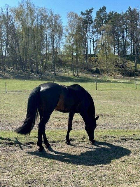 Knivsta kommun