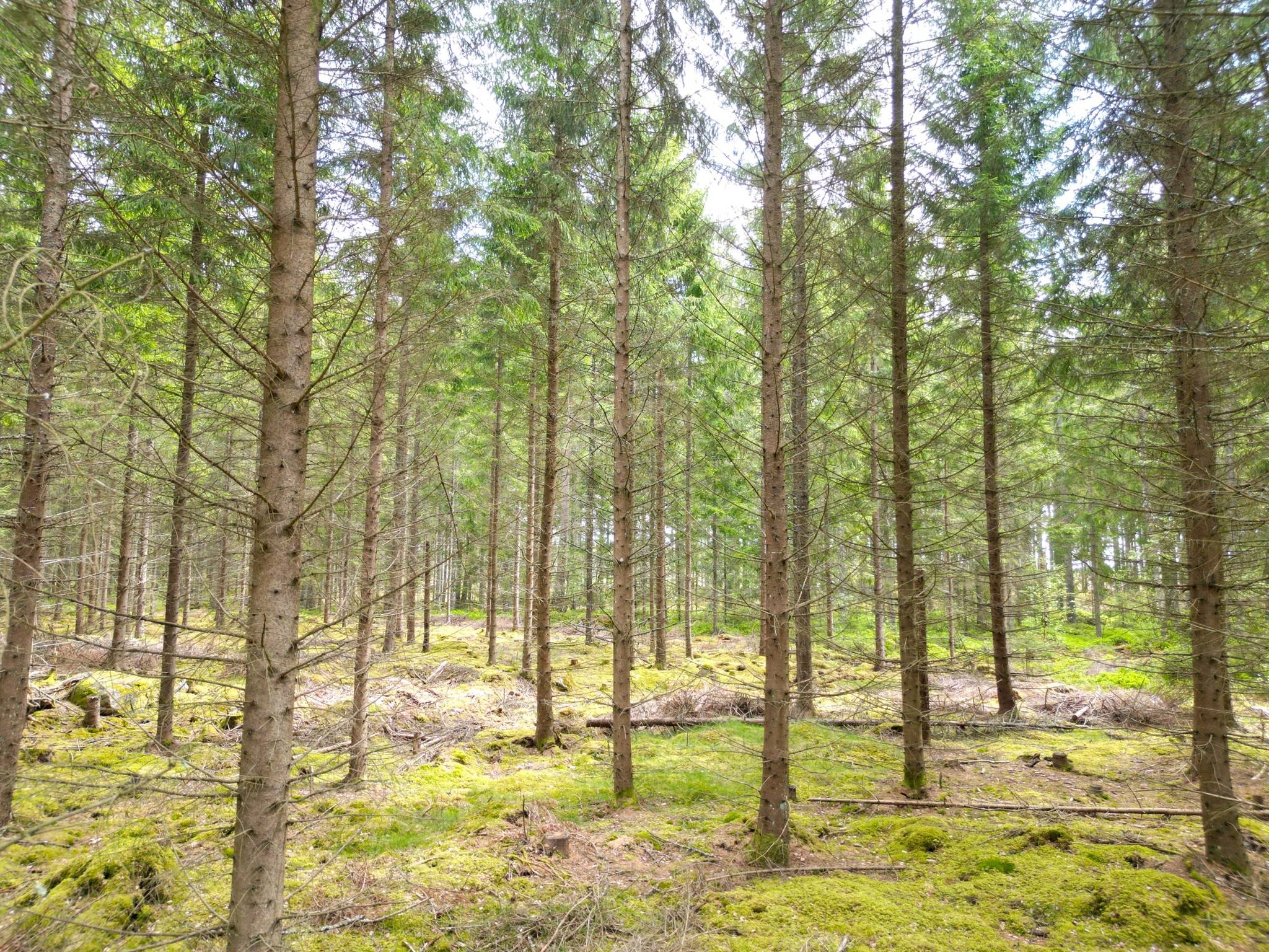 Gård med skogsbruk på Mörkamåla, Kyrkhult Olofströms kommun - bild 8