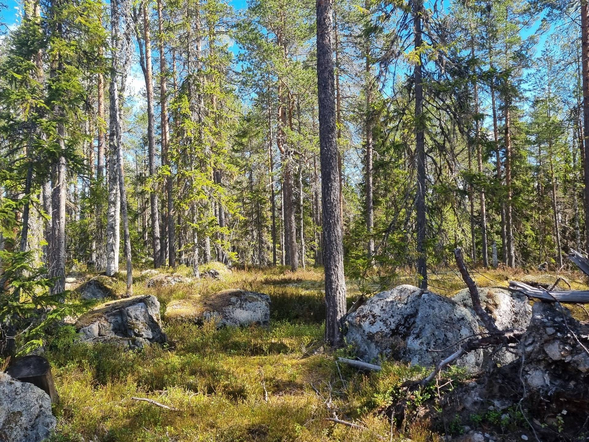 Gård med skogsbruk Örnsköldsvik Örnsköldsviks kommun - bild 20