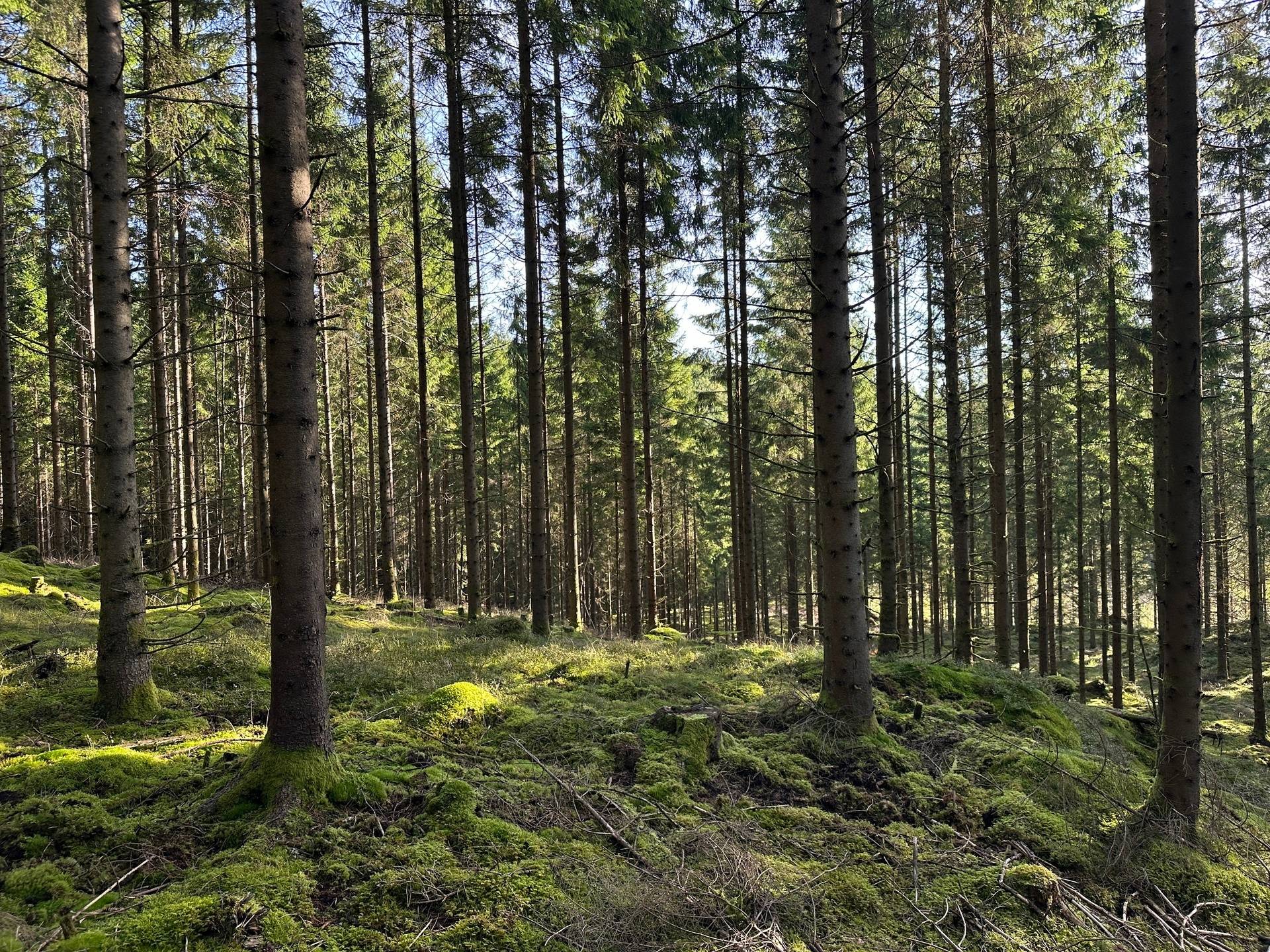 Gård med skogsbruk på MARK ANABÄCKSHULT 2:14 Anabäckshult Marks kommun - bild 14