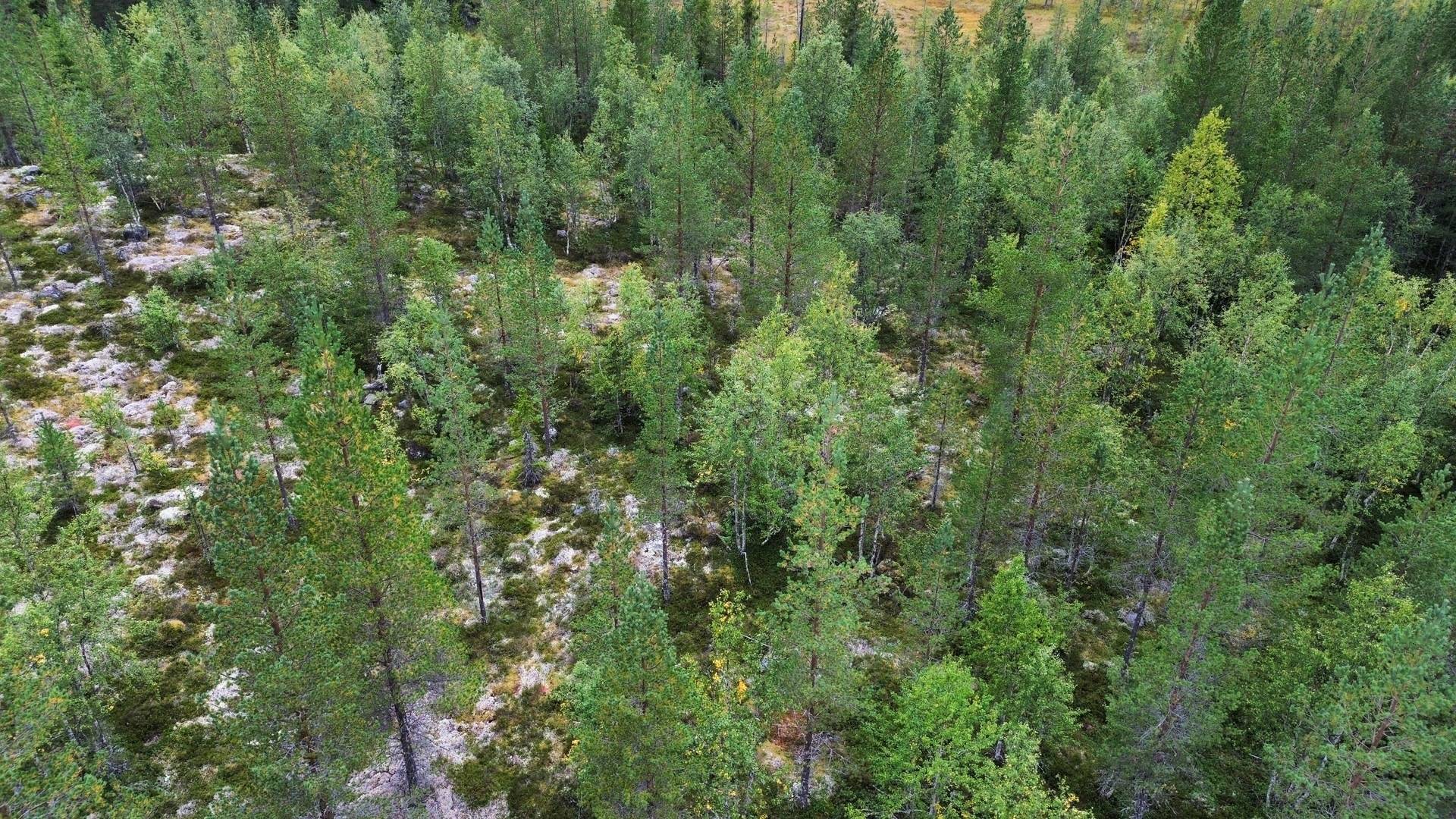 Gård/skog på Skärtjärn 4:6 - Särksjövägen Hägnåsen - Sildret Älvdalens kommun - bild 12