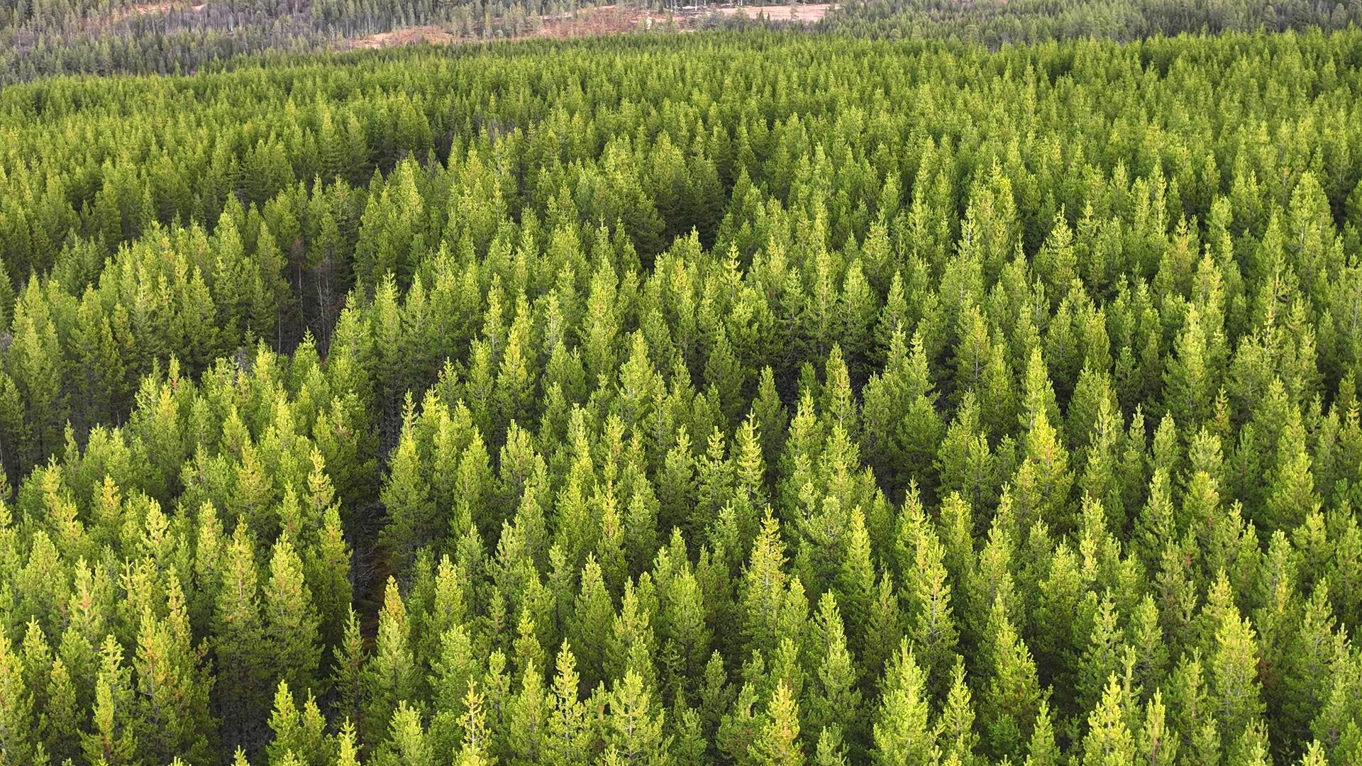 Gård med skogsbruk på HÄRJEDALEN VEMDALENS KYRKBY 20:5 Vemdalen Härjedalens kommun - bild 2