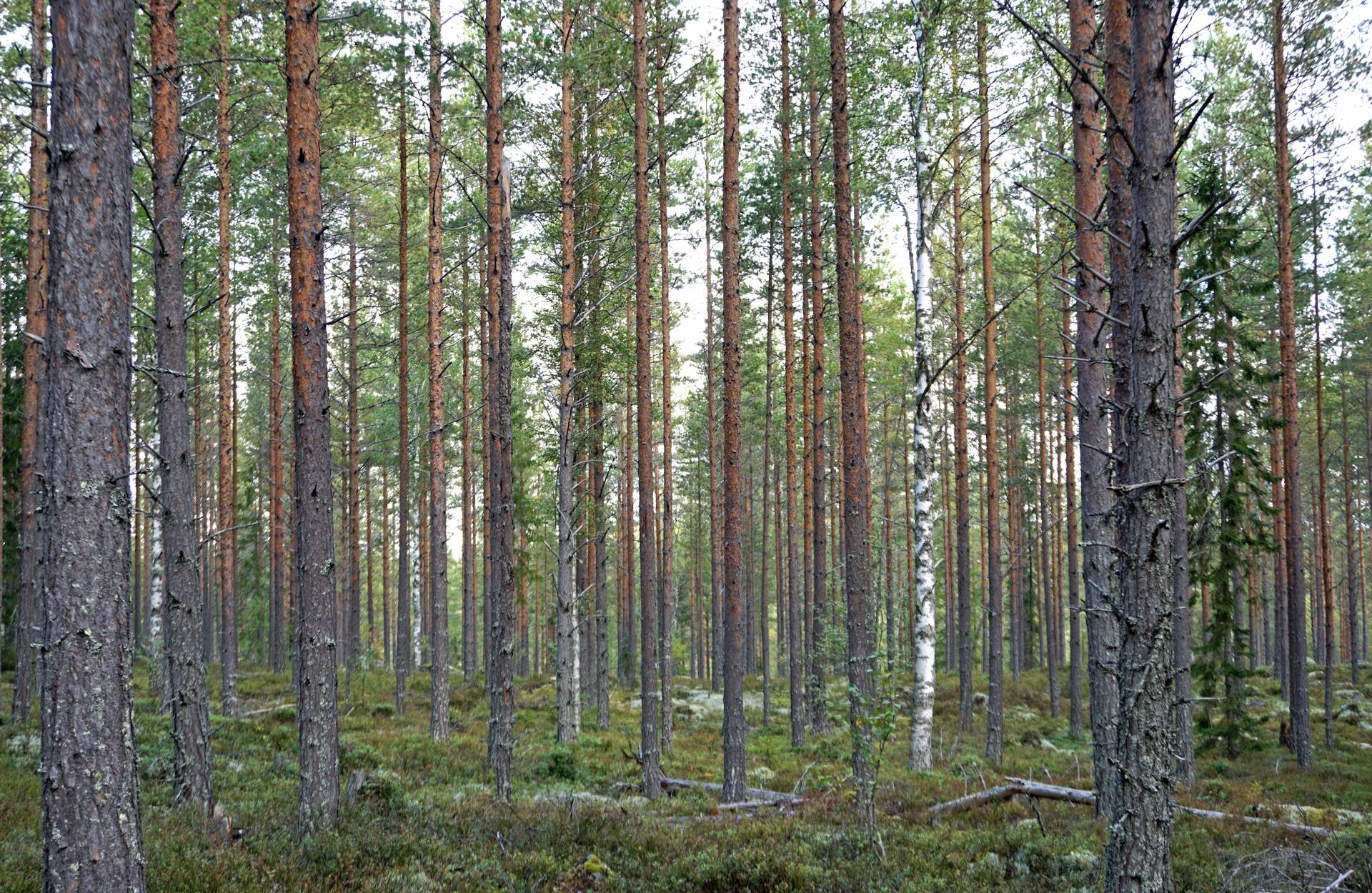 Gård med skogsbruk på Breasen Färila Ljusdals kommun - bild 11