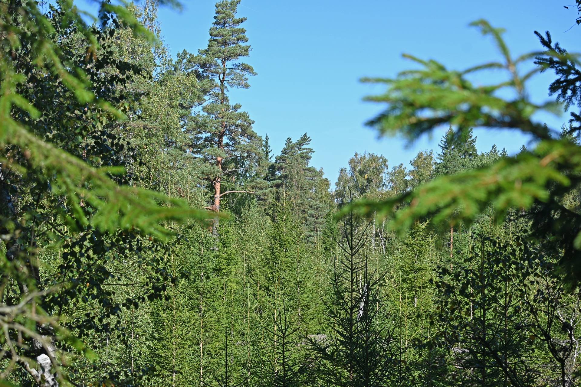 Gård med skogsbruk på Östergården Alingsås kommun - bild 31