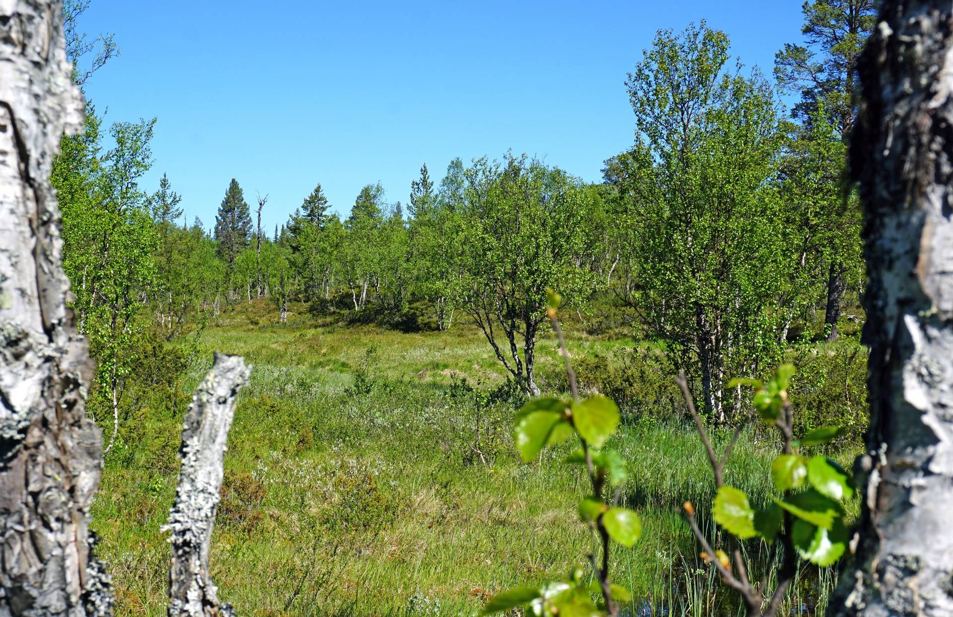 Gård med skogsbruk på Särvsjön Härjedalens kommun - bild 18