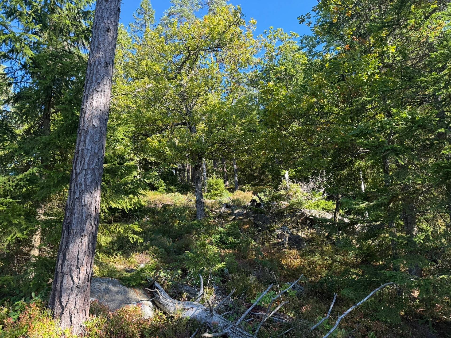 Gård/skog på Skogsfastighet i Hogstorp Hogstorp Uddevalla kommun - bild 7