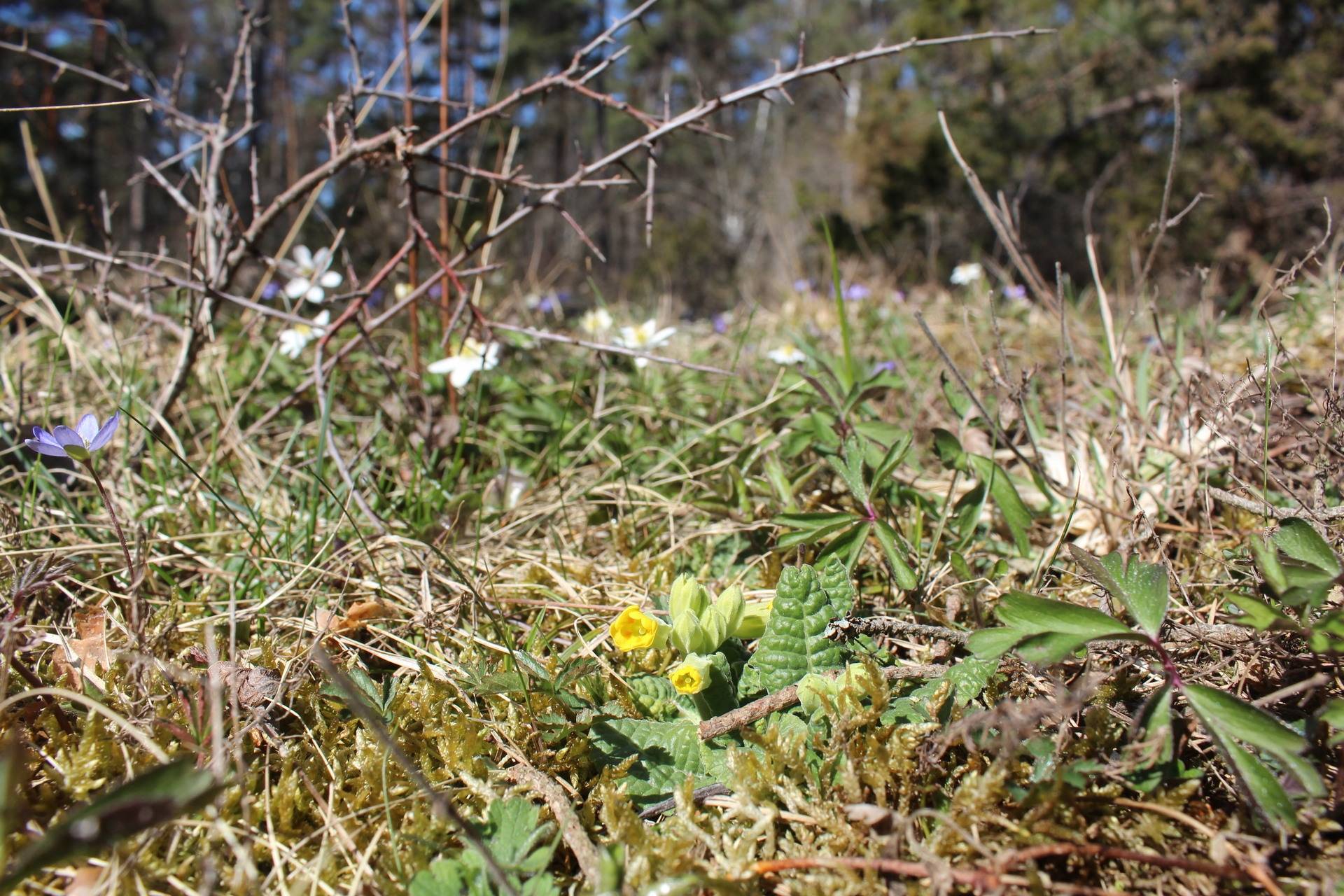 Gård med skogsbruk på Lau Botels Lau - Östra Gotland Gotlands kommun - bild 7