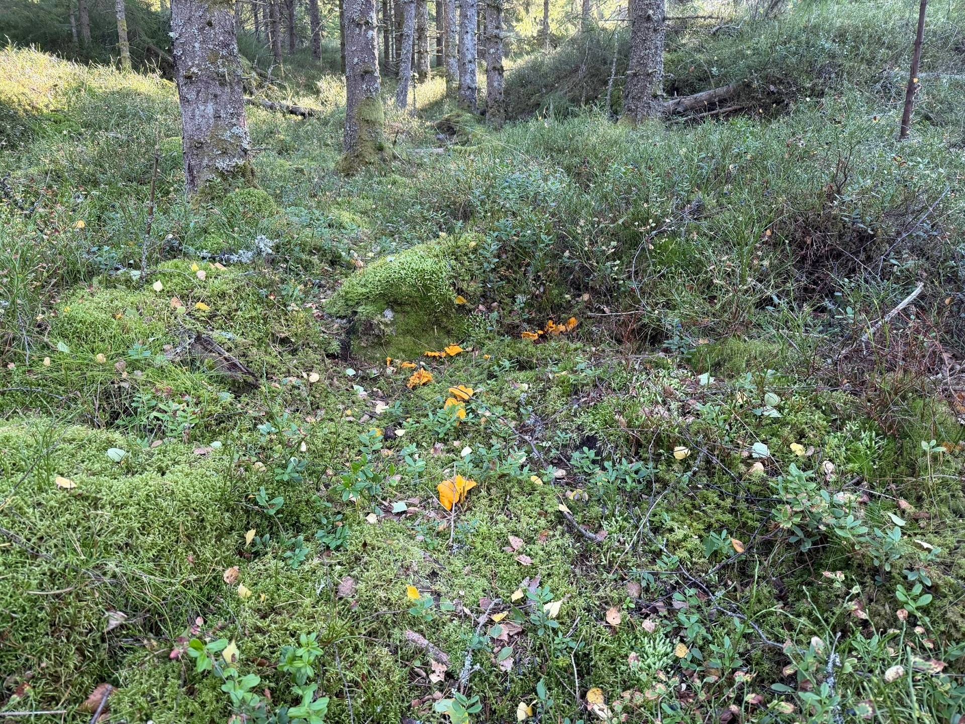 Gård/skog på Skogsfastighet i Hogstorp Hogstorp Uddevalla kommun - bild 3