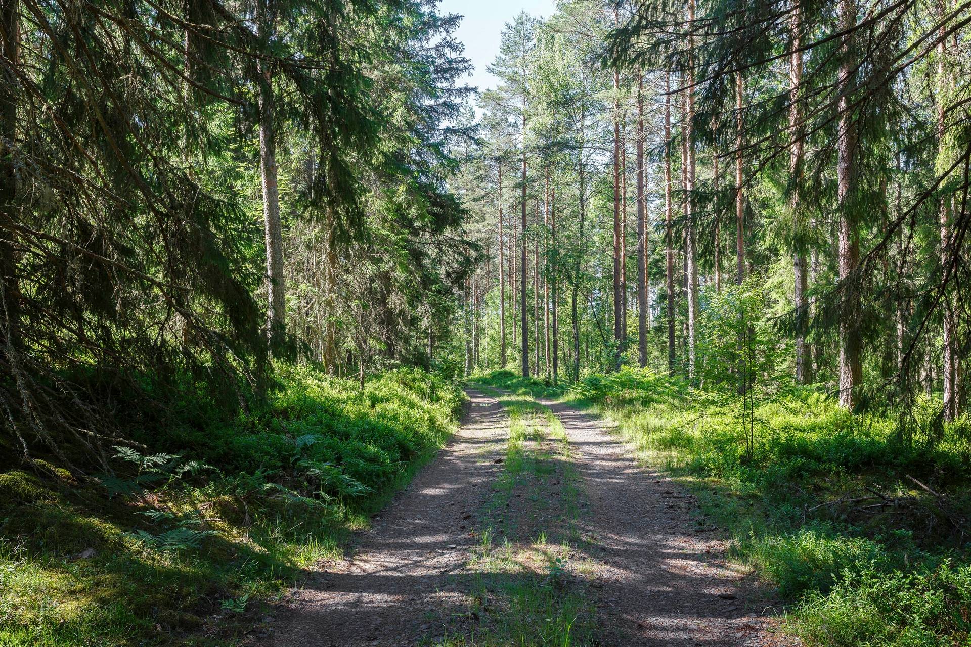 Gård med skogsbruk på Starrike Vaggeryds kommun - bild 23