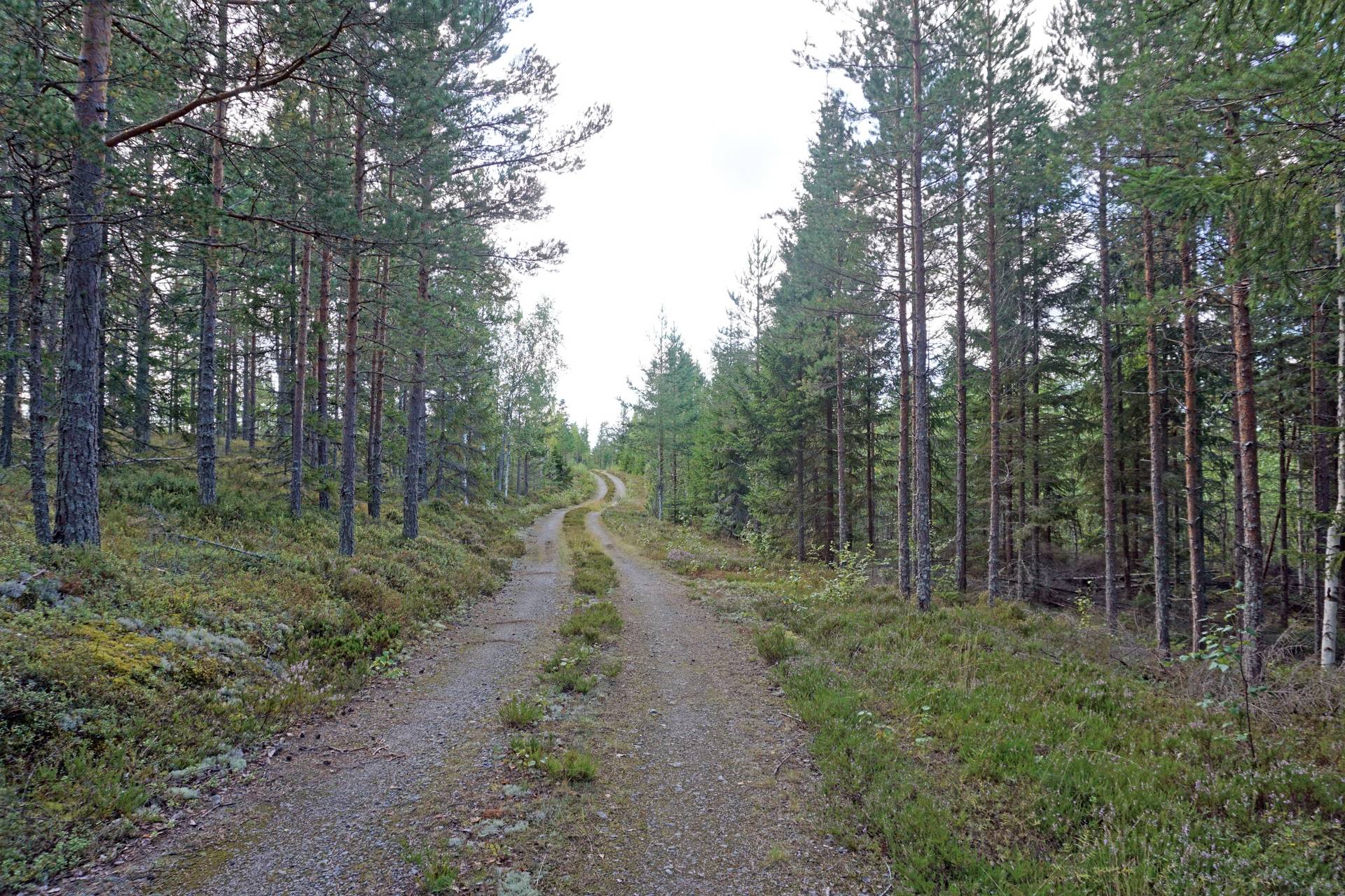 Gård med skogsbruk Vattrång Nordanstigs kommun - bild 3