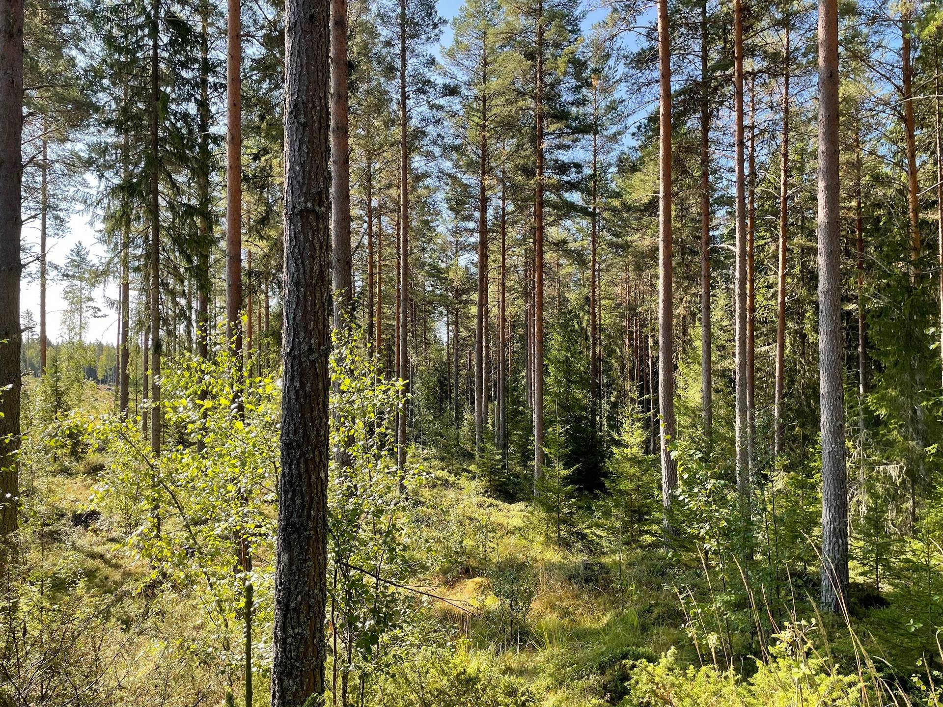 Gård med skogsbruk på Nedre Gärdsjö 7:11 Rättviks kommun - bild 6