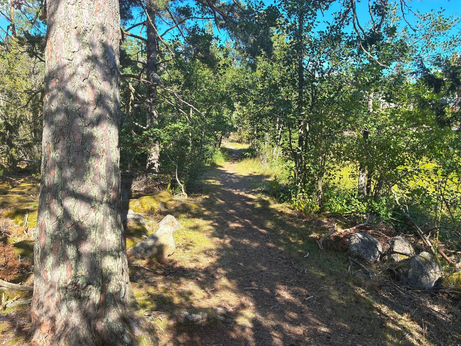 Gård med skogsbruk på Domänvägen 2 Saltvik Oskarshamns kommun - bild 21