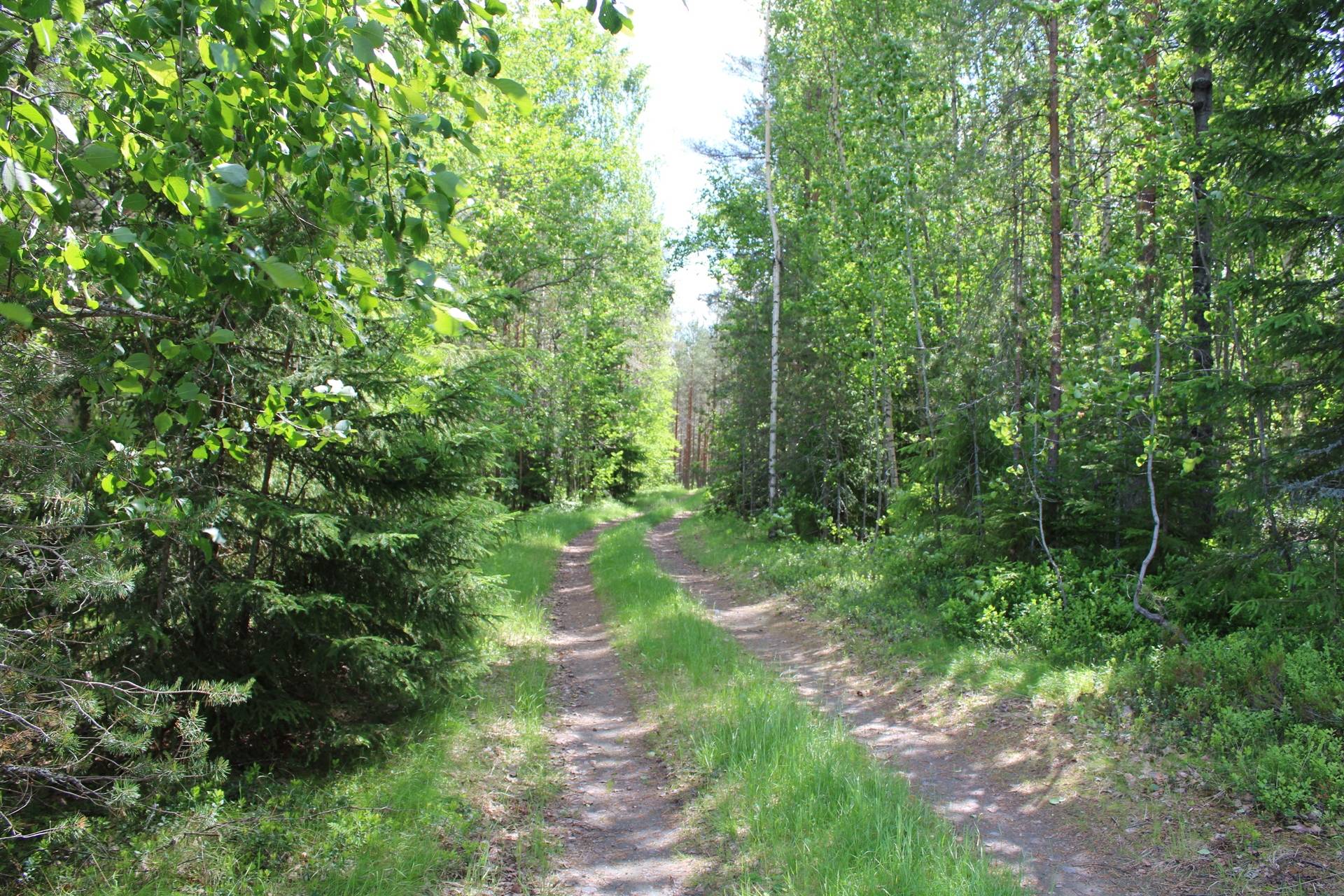 Gård med skogsbruk på Burträsks-tjärn Skellefteå kommun - bild 28