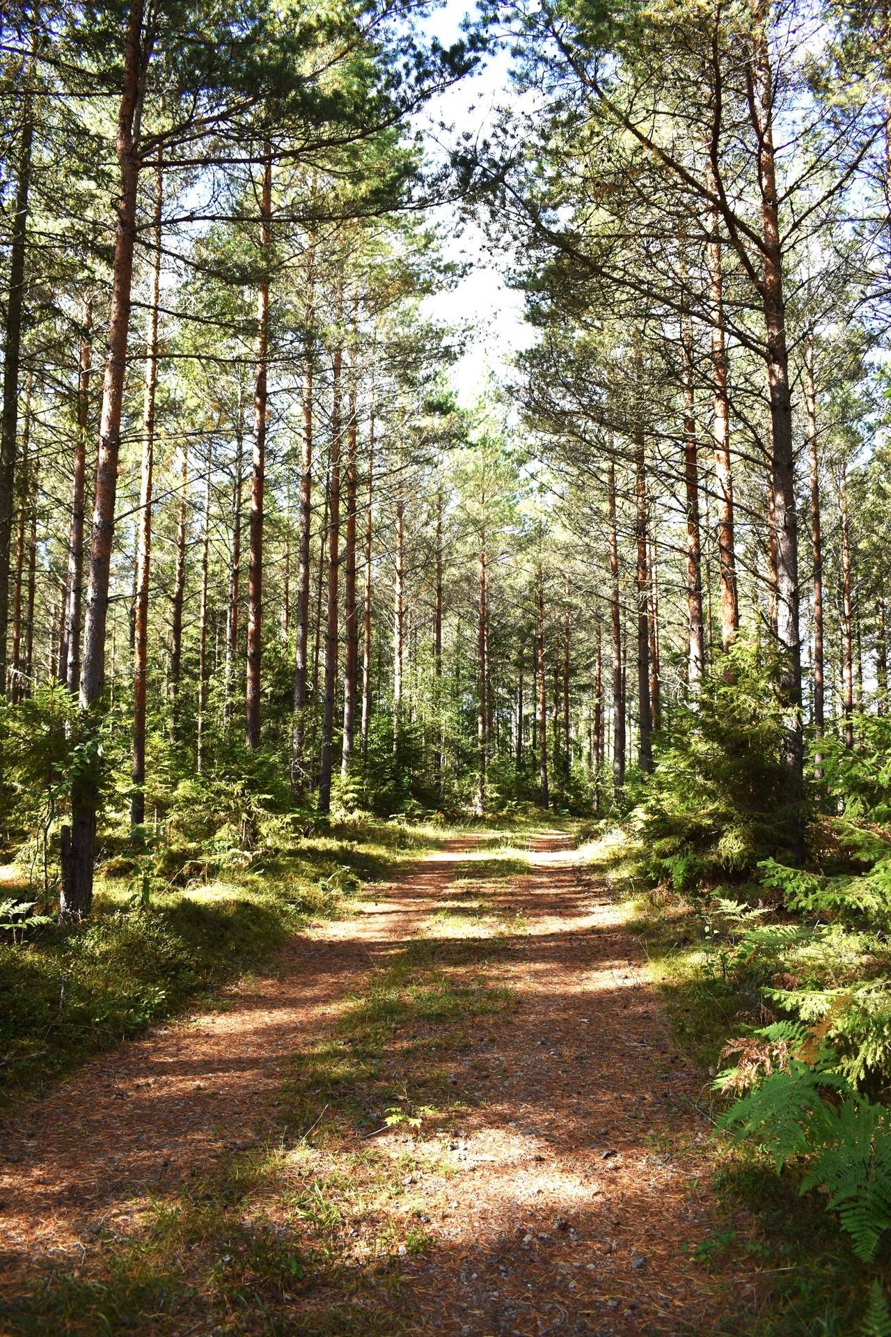 Gård med skogsbruk på Gårdsryd 1:2, 3:2 Gårdsryd Nybro kommun - bild 10