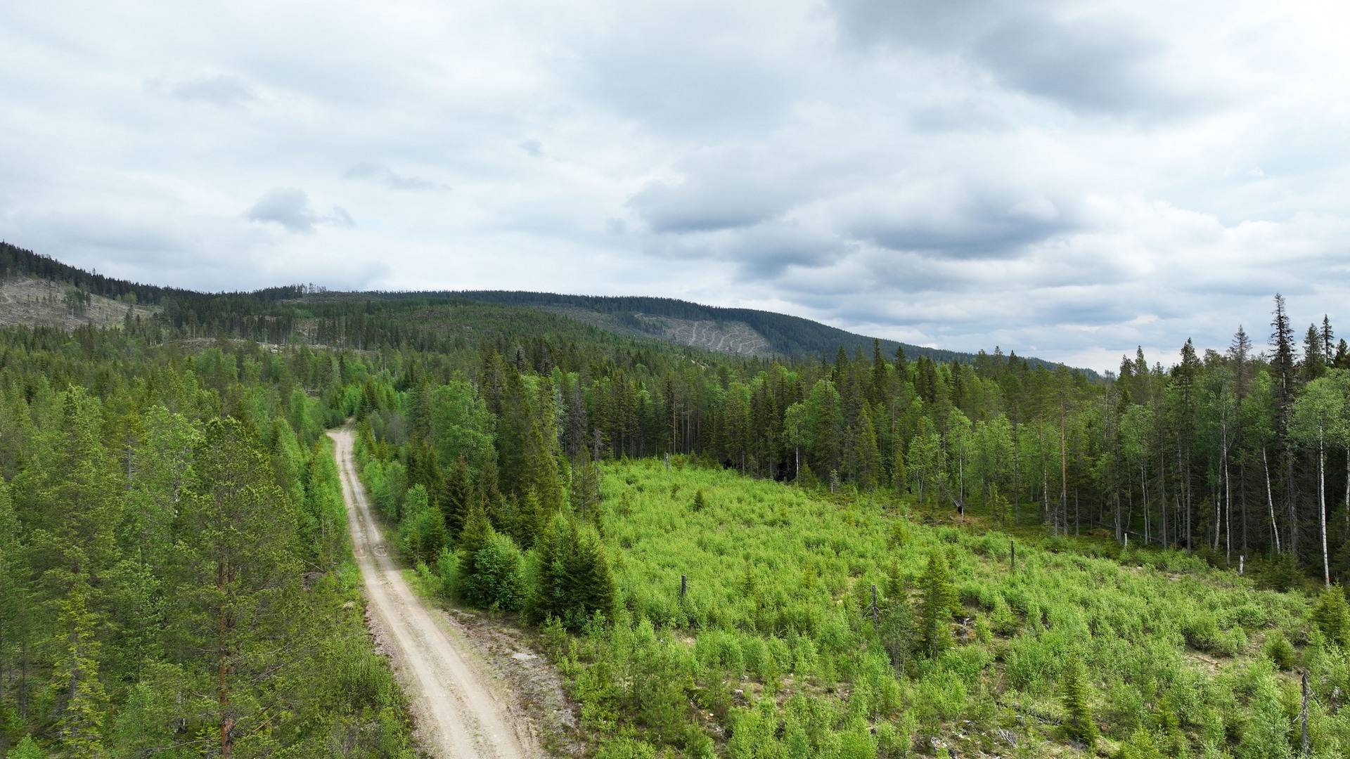 Gård med skogsbruk på Ortholmen Hede Härjedalens kommun - bild 18