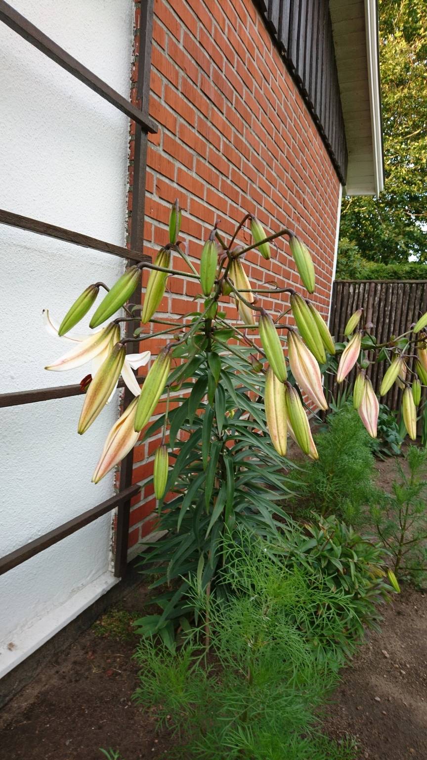 4 rum Villa på Villagatan 17 Lindesborg Tomelilla kommun - bild 28