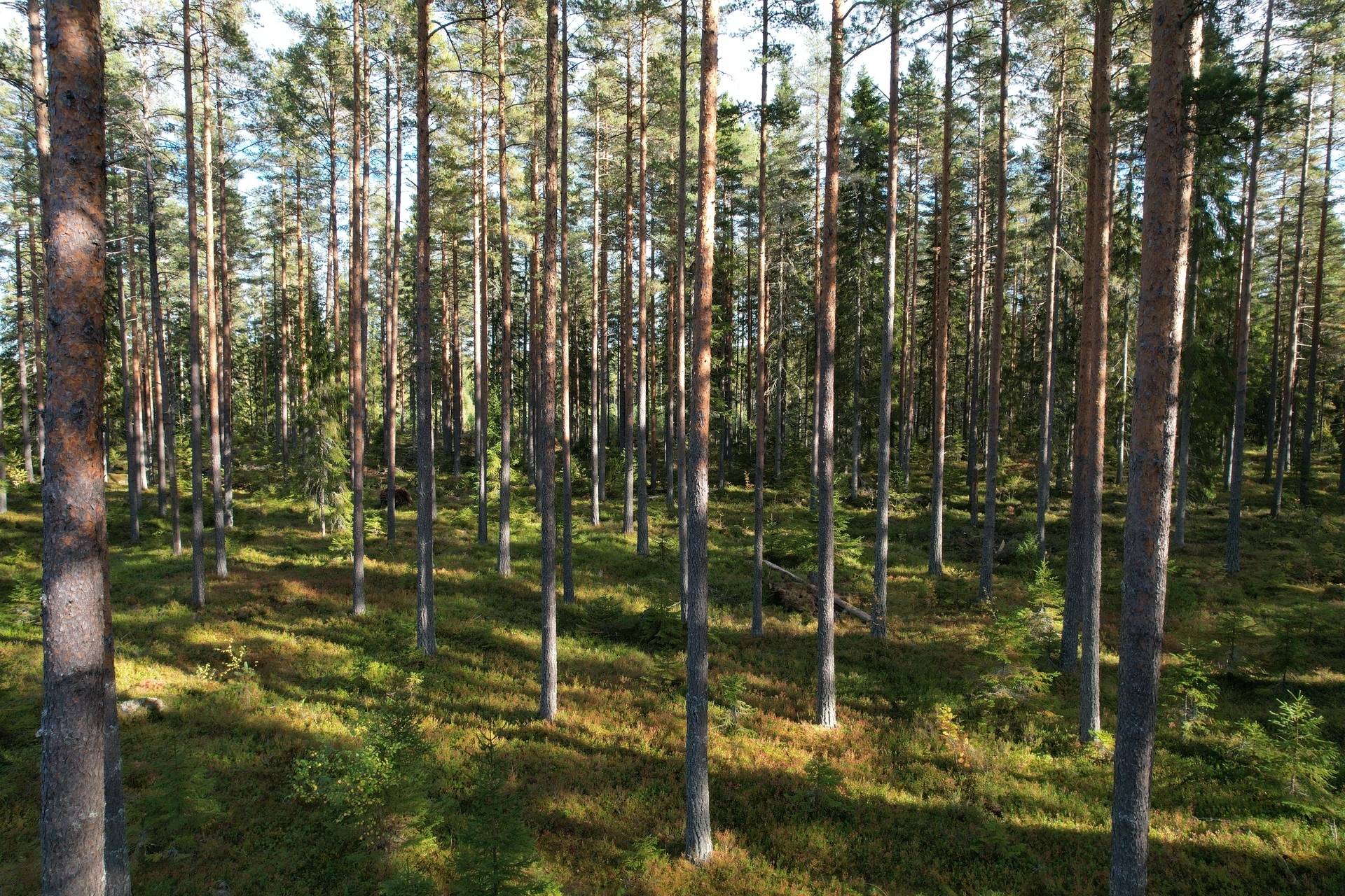 Gård med jordbruk på Sömskars skogen Sandvikens kommun - bild 28
