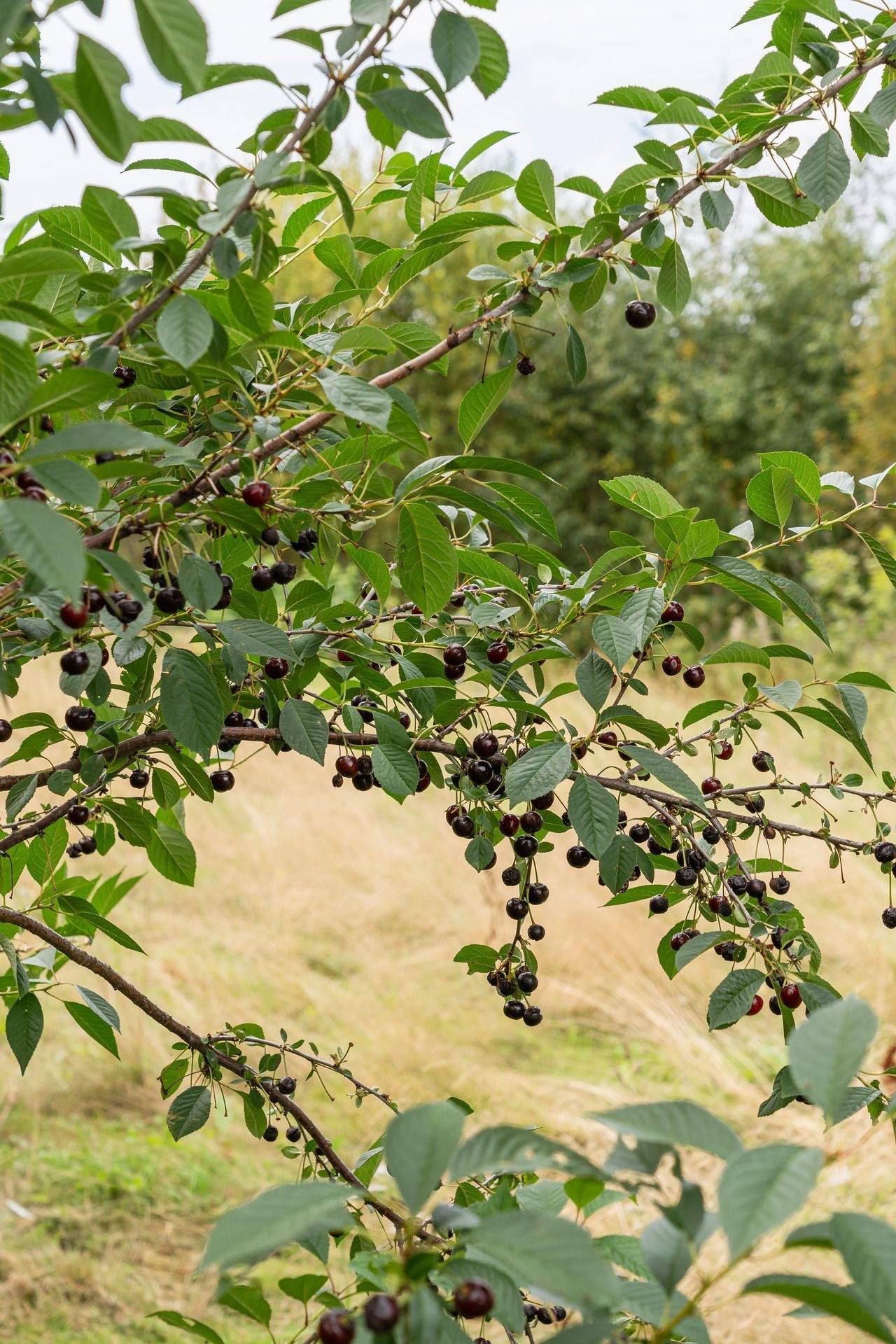 4 rum Villa på Södra Käcktjärnsvägen 65 Piteå Piteå kommun - bild 7