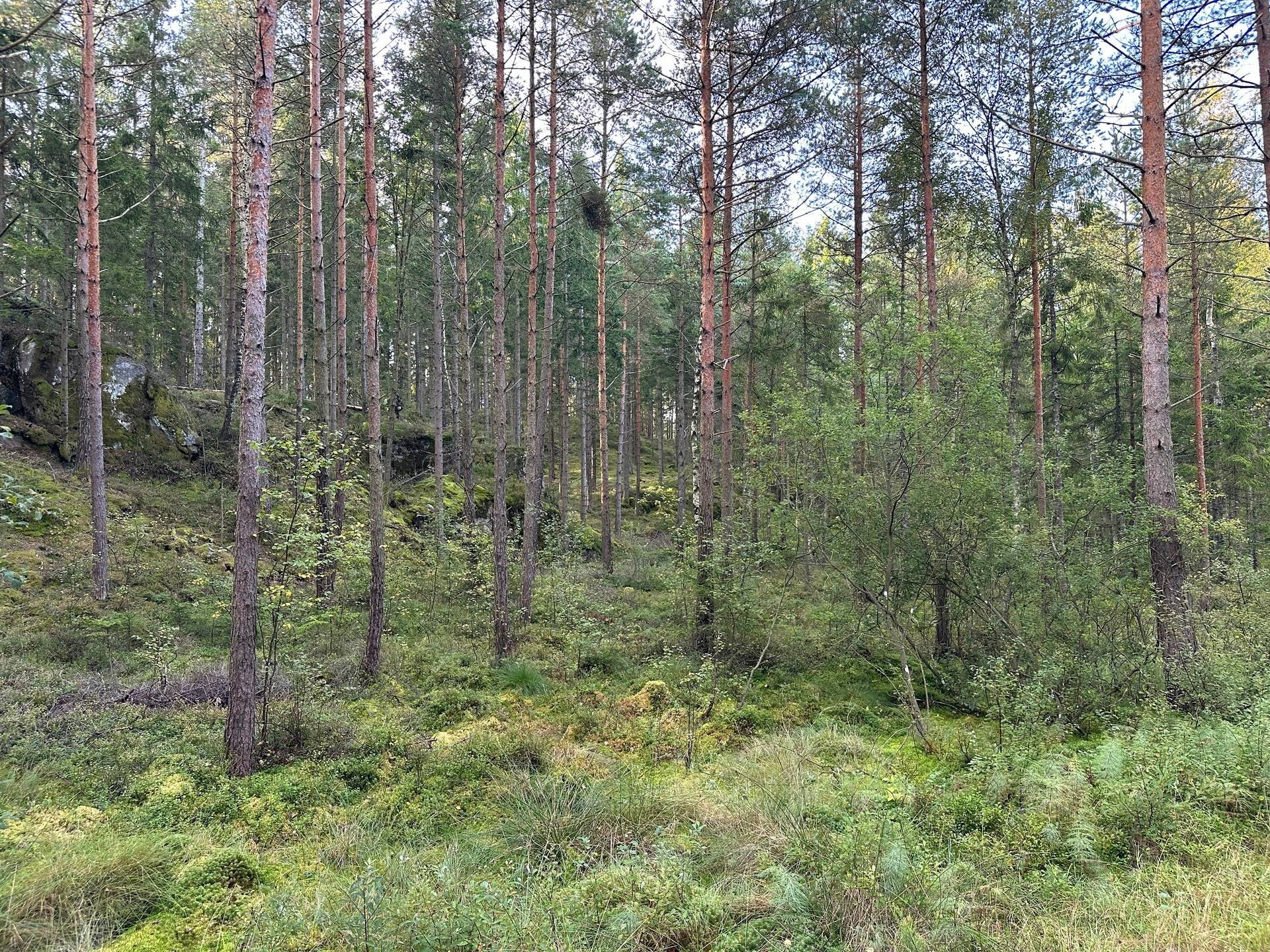 Gård med skogsbruk på MARK ANABÄCKSHULT 2:14 Anabäckshult Marks kommun - bild 10