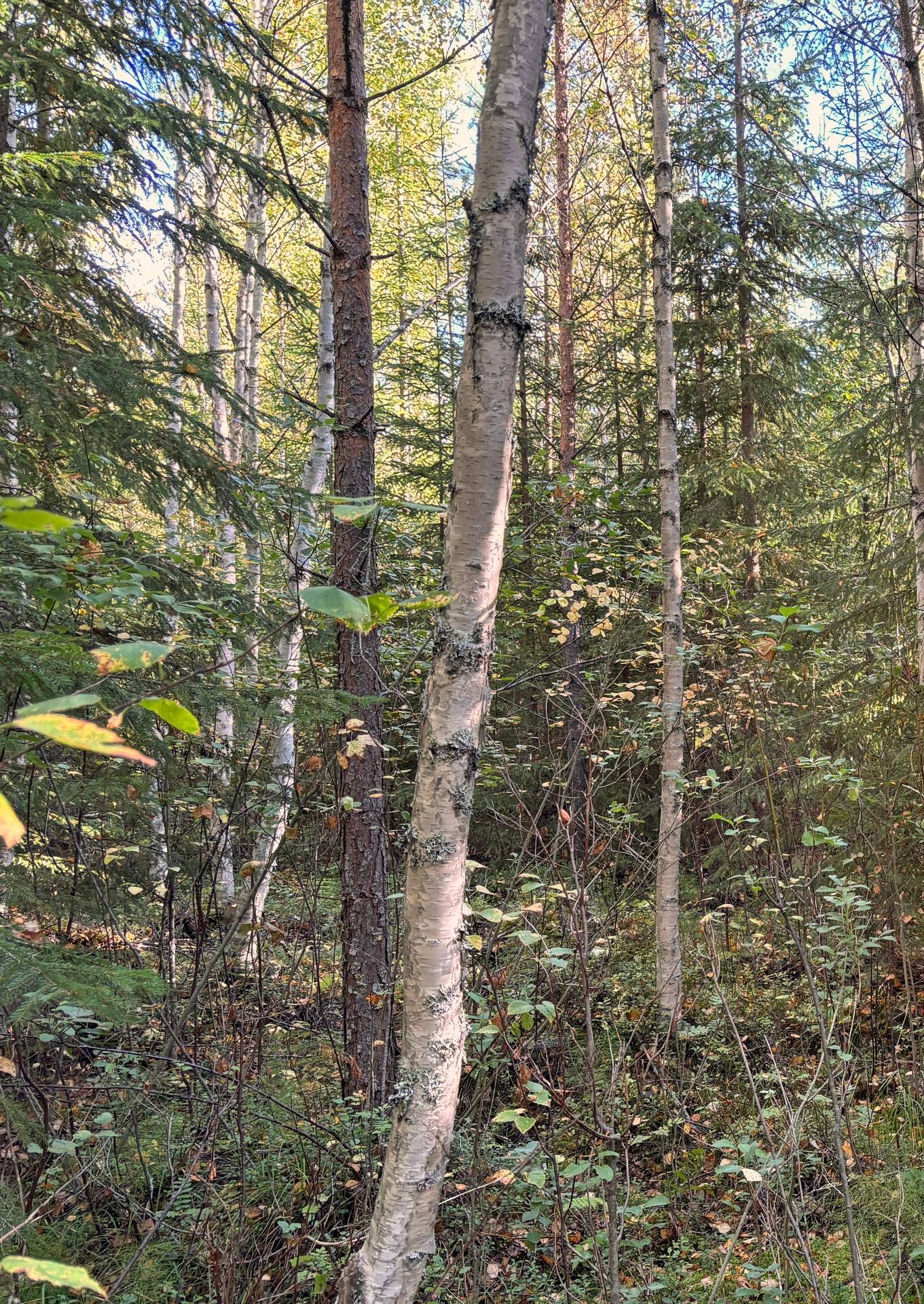 Gård med skogsbruk på Skogsfastighet i Gäddvik Gäddvik Ovanåkers kommun - bild 7