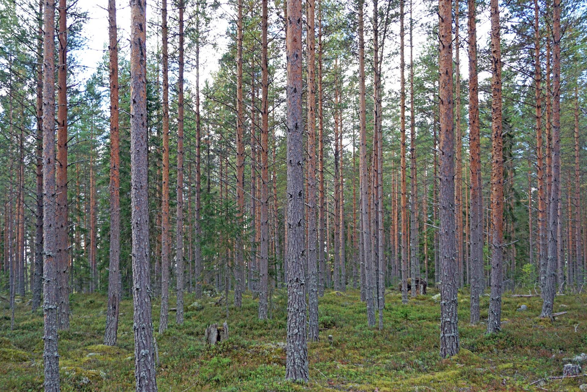 Gård med skogsbruk på Breasen Färila Ljusdals kommun - bild 4