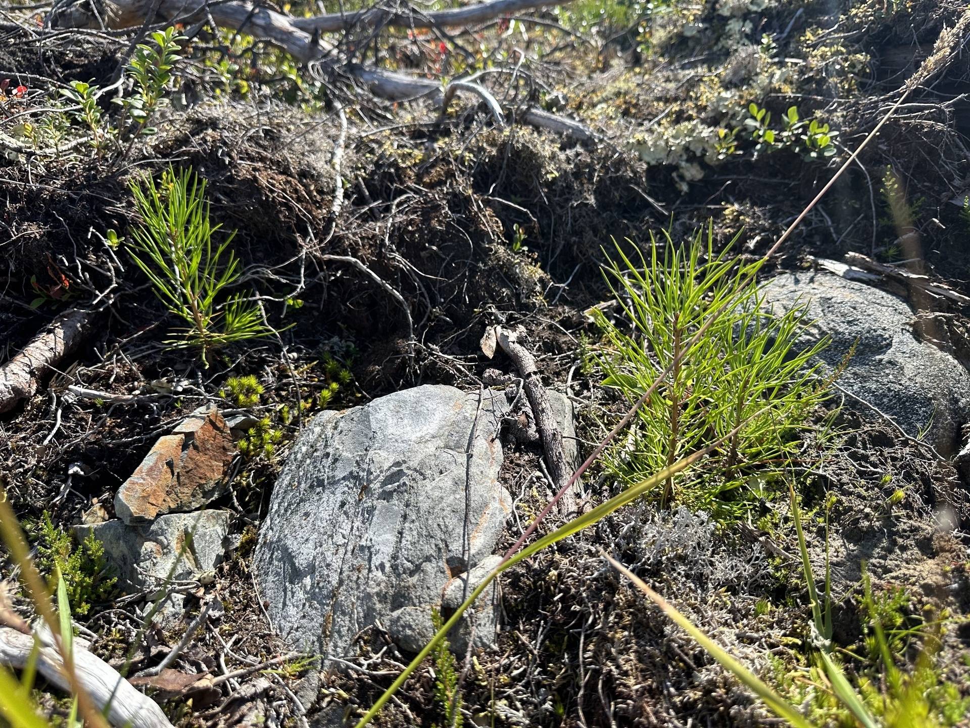 Gård med skogsbruk på Palovägen 15 Vittangi Kiruna kommun - bild 6