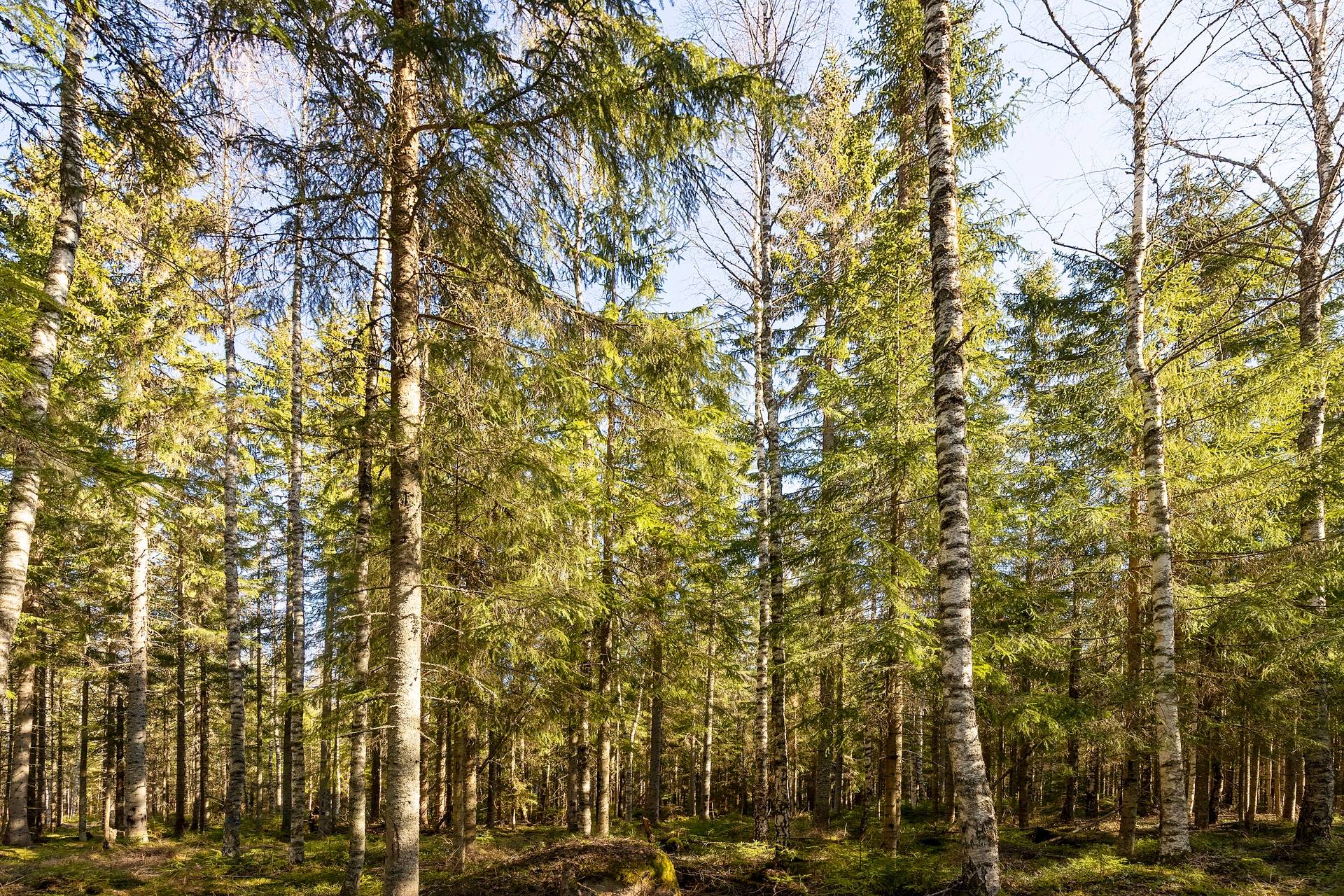 Gård/skog på Del av HAGFORS EKSHÄRADS-RÅDA 1:72 Hagfors kommun - bild 4