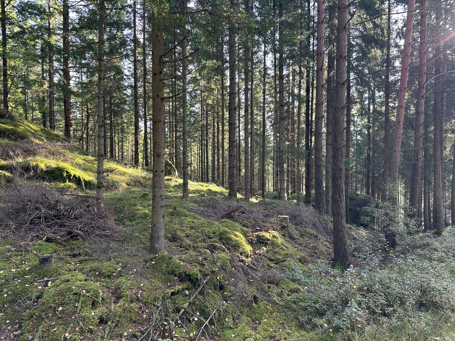 Gård med skogsbruk på MARK ANABÄCKSHULT 2:14 Anabäckshult Marks kommun - bild 4
