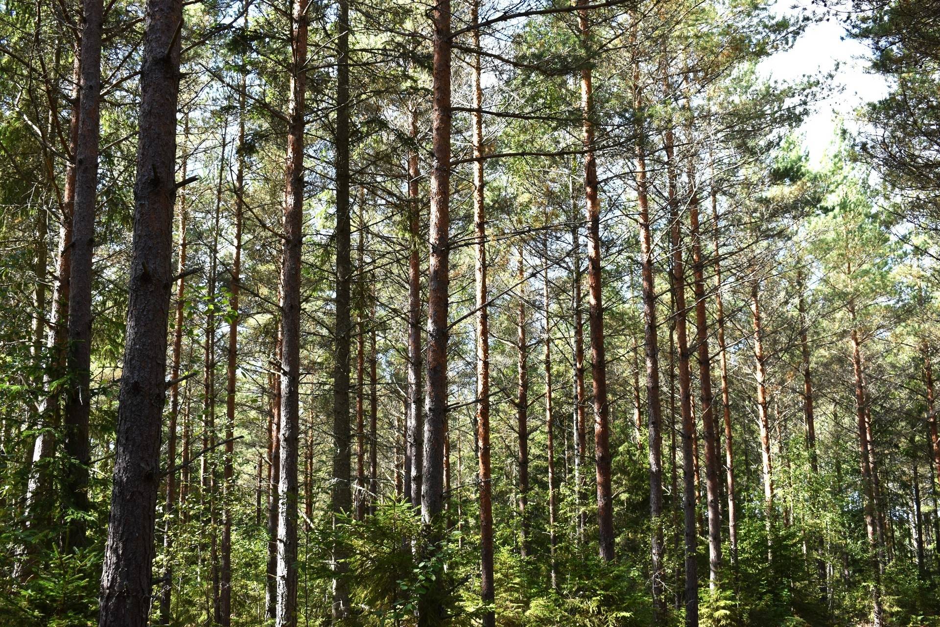 Gård med skogsbruk på Gårdsryd 1:2, 3:2 Gårdsryd Nybro kommun - bild 9