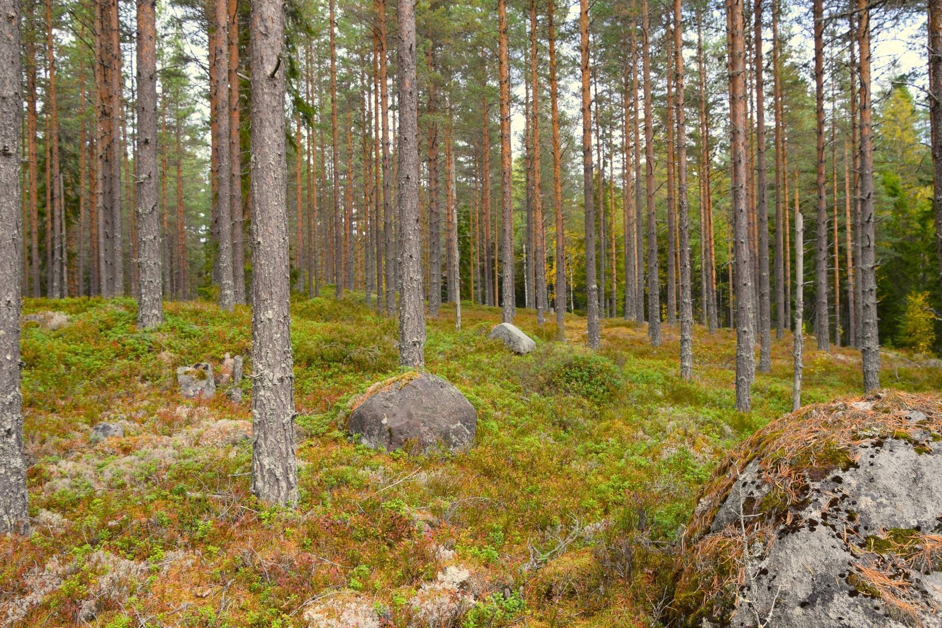 Gård med skogsbruk på Gravol Gravol Torsby kommun - bild 17