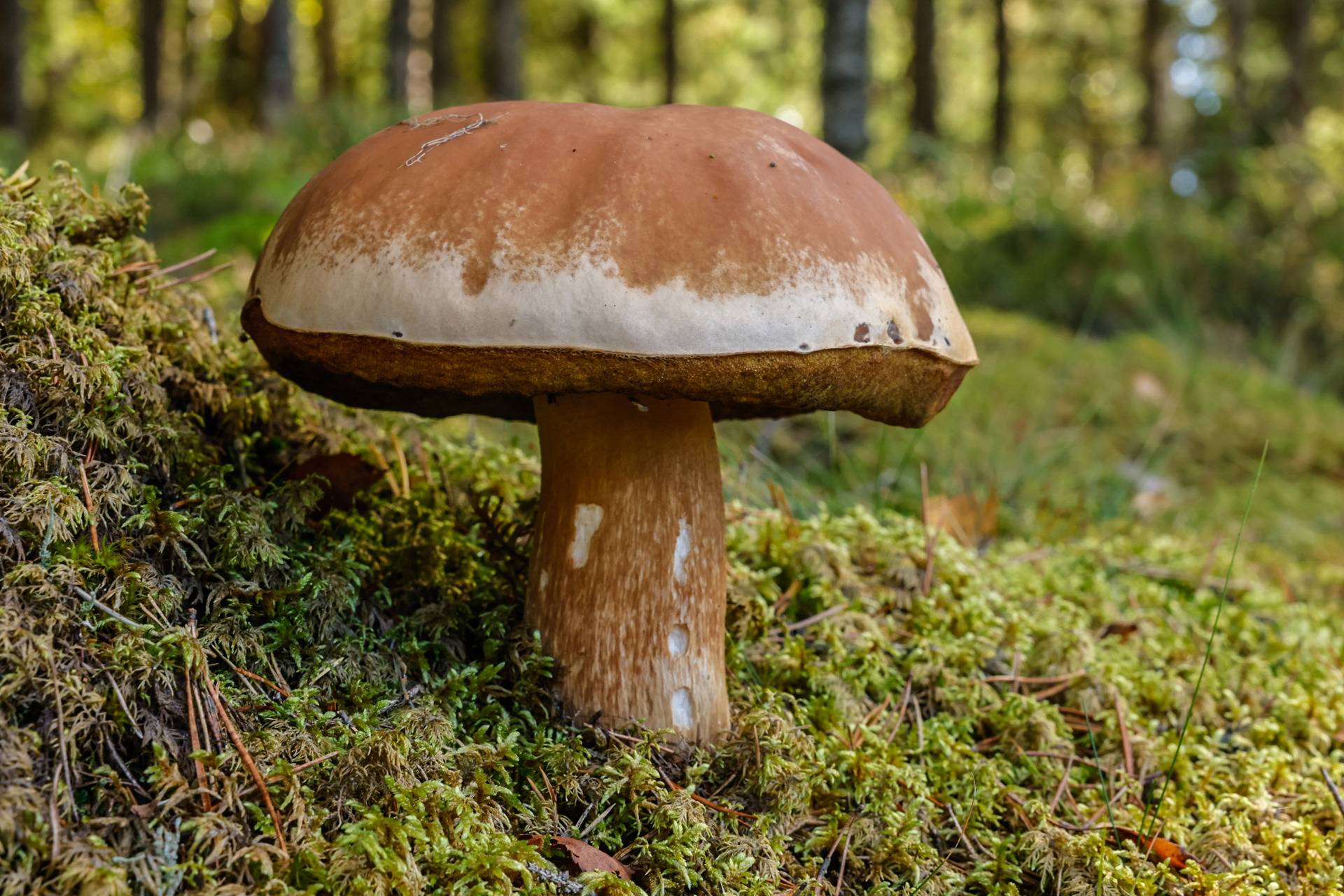 Gård/skog på SVENLJUNGA UGGLEBO 2:3 Örsås Svenljunga kommun - bild 13