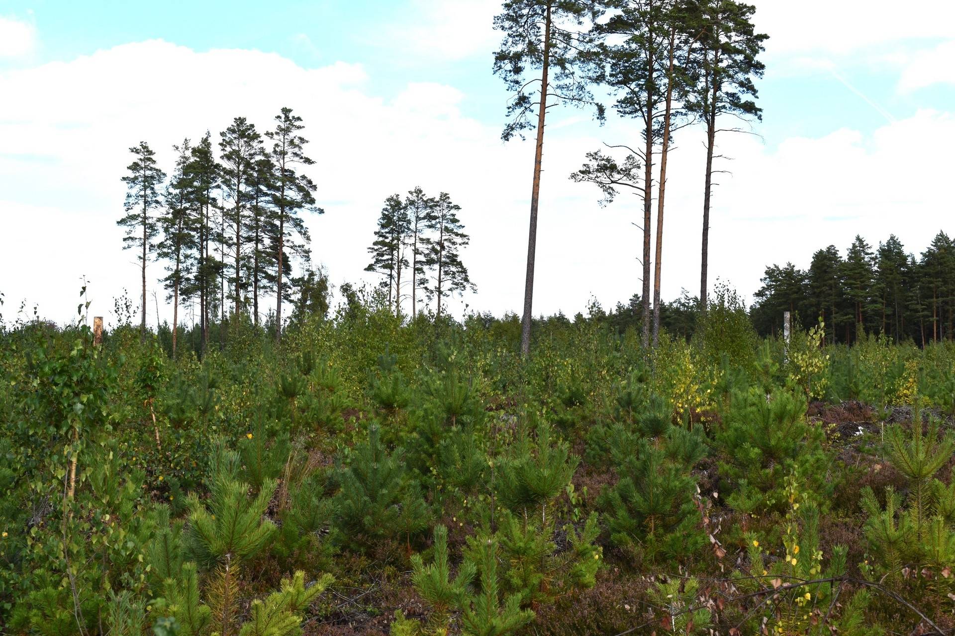Gård med skogsbruk på Gårdsryd 1:2, 3:2 Gårdsryd Nybro kommun - bild 27