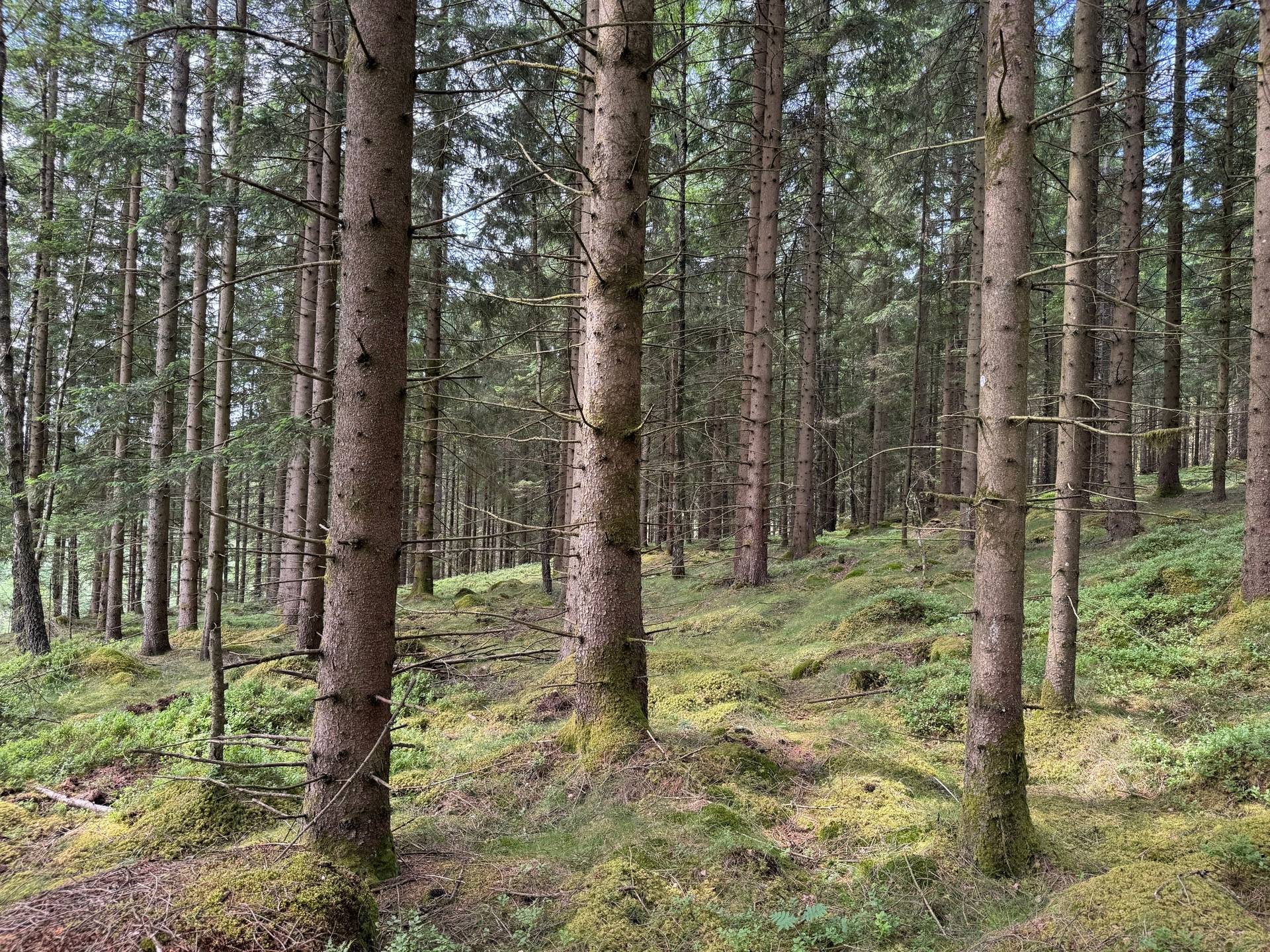 Gård med jordbruk på Ringestena Lillegården 1 Ringestena Svenljunga kommun - bild 51