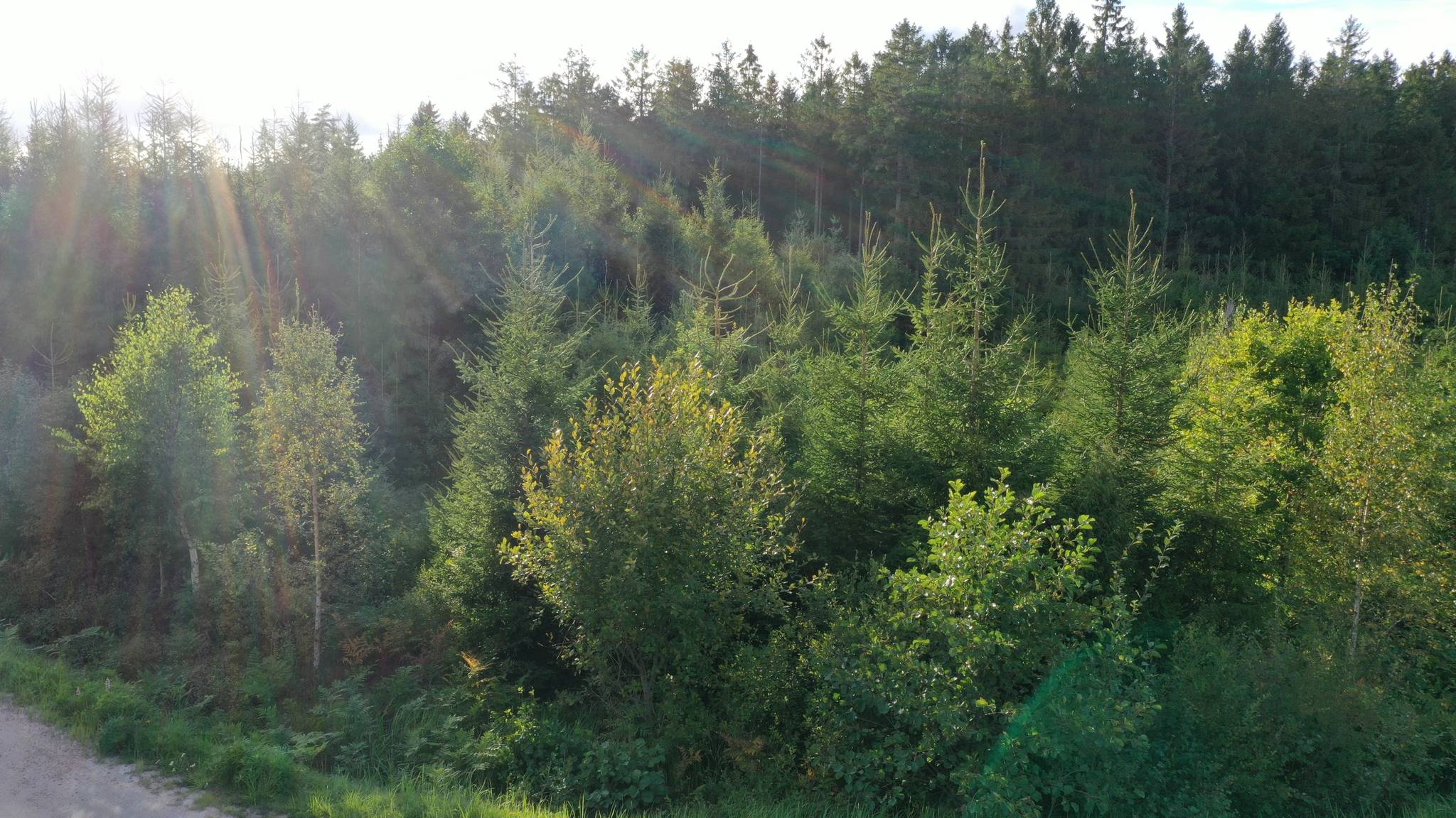 99 m² Gård/skog på Stuveryr 12 Färgelanda kommun - bild 12