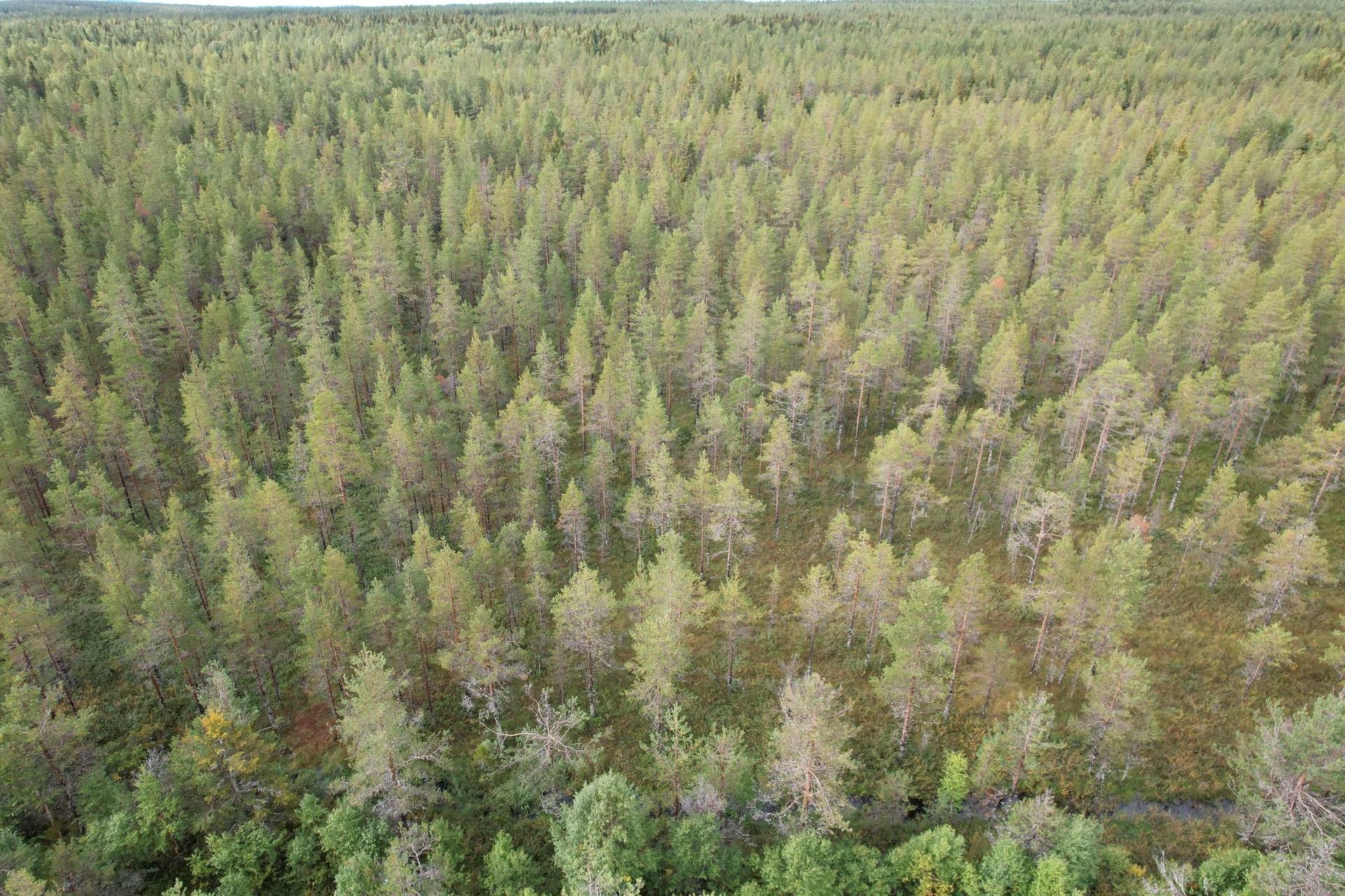 Gård med skogsbruk på NORSJÖ KATTISBERG 1:21 Norsjö Norsjö kommun - bild 9