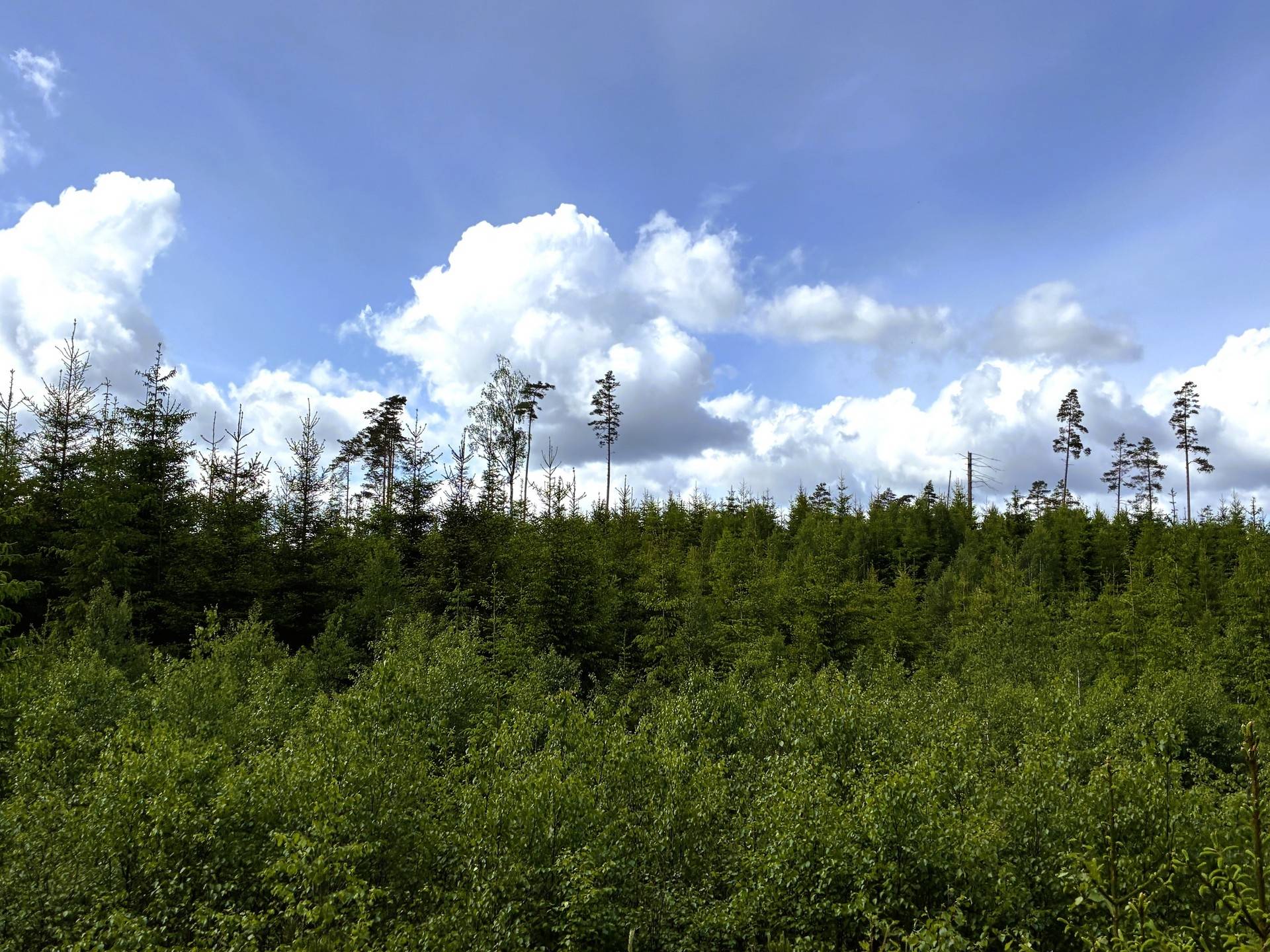 Gård/skog på Välarronderad skogsfastighet med god tillgänglighet Sexdrega Svenljunga kommun - bild 7
