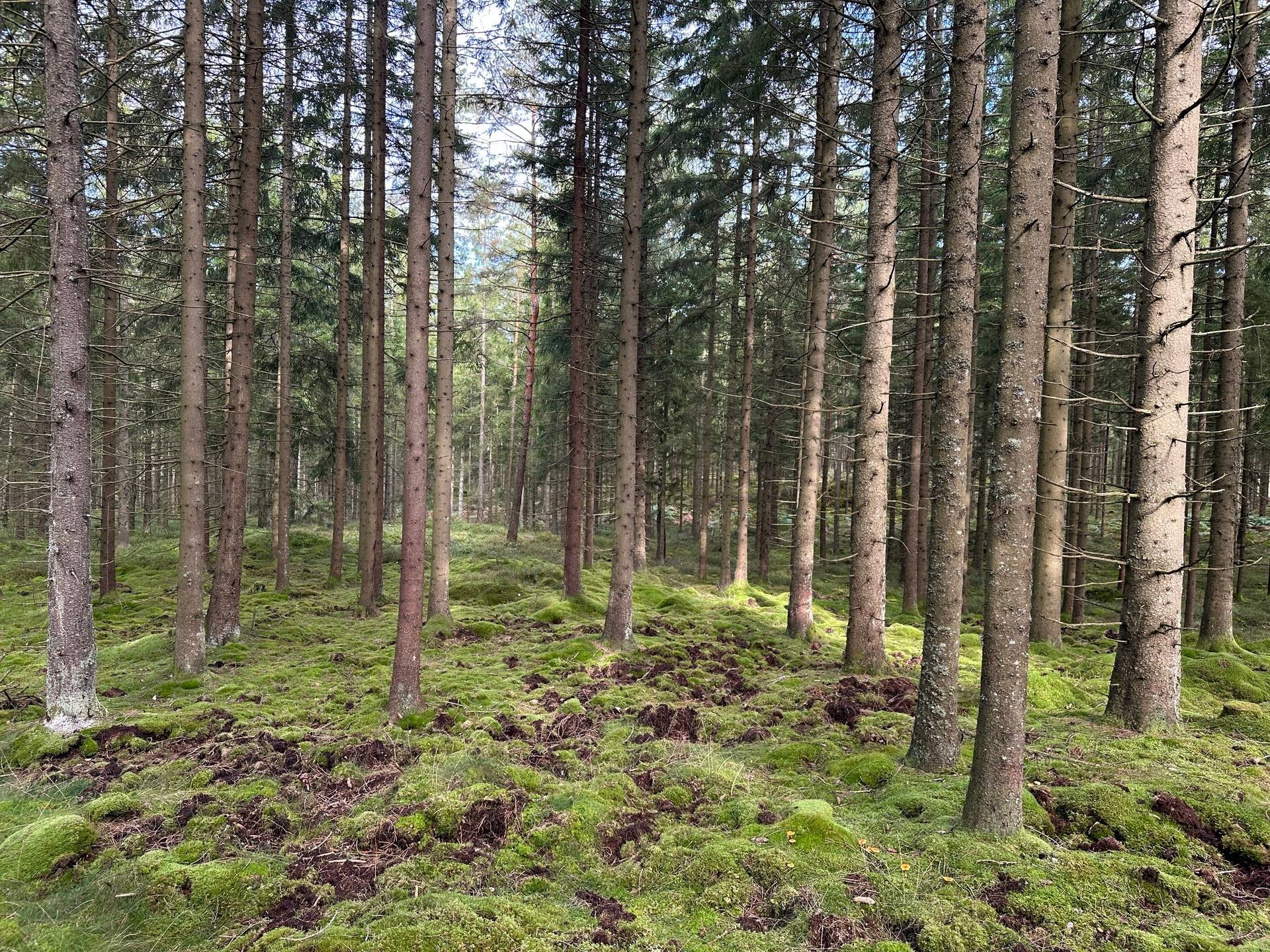 Gård med skogsbruk på MARK ANABÄCKSHULT 2:14 Anabäckshult Marks kommun - bild 27