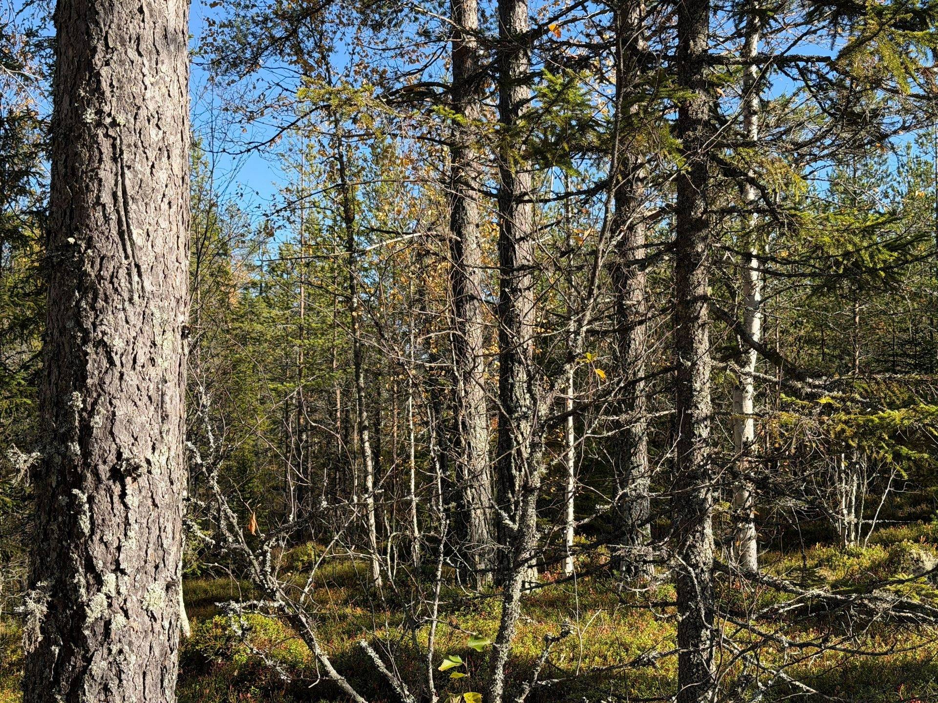 Gård/skog på Limbäck 103:2 Mora kommun - bild 8