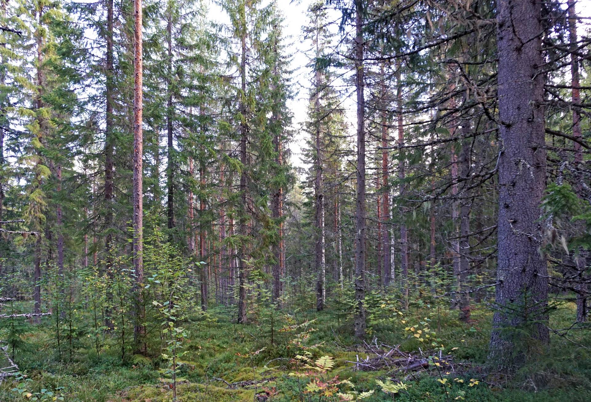 Gård med skogsbruk på Breasen Färila Ljusdals kommun - bild 16