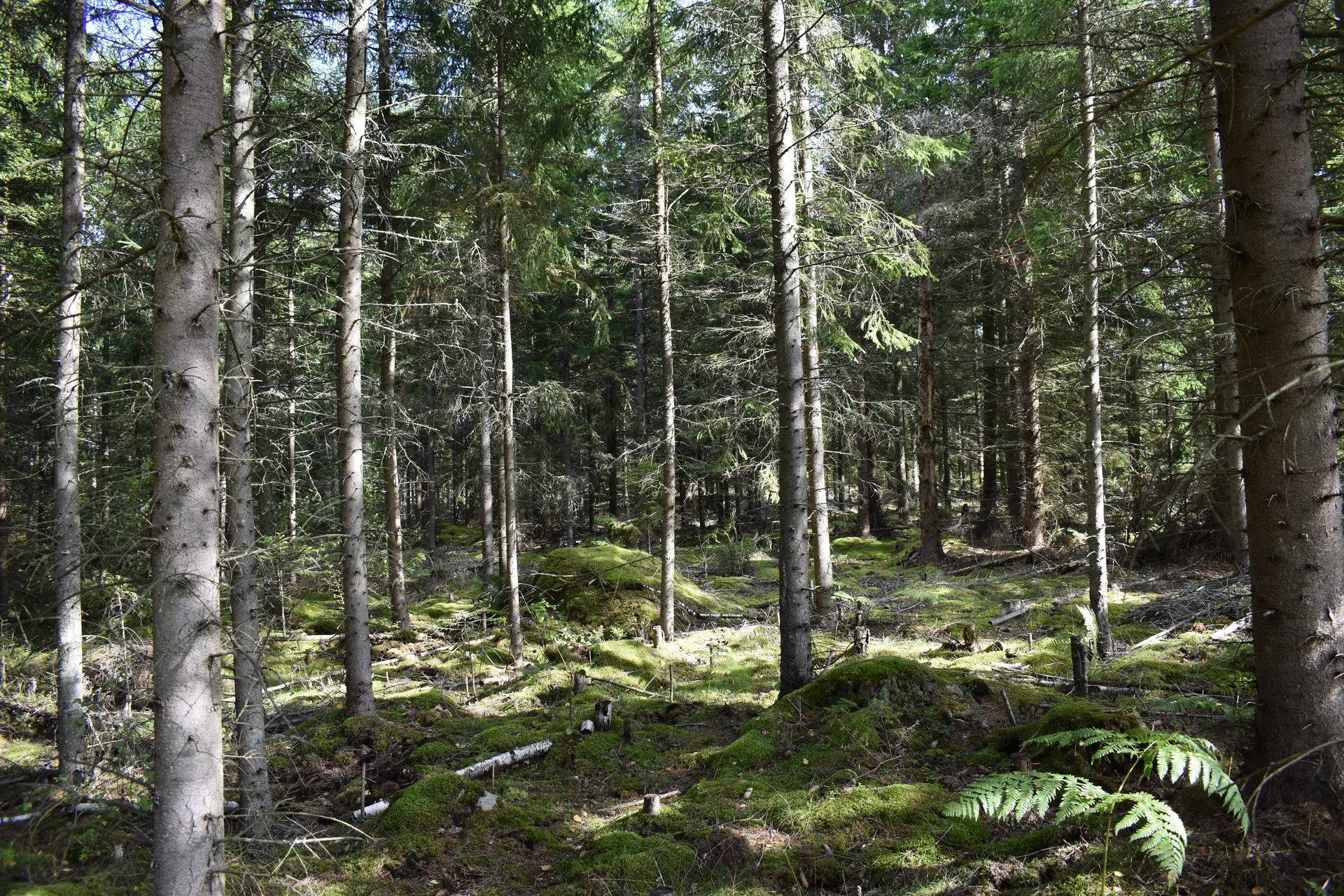 Gård med skogsbruk på Gårdsryd 1:2, 3:2 Gårdsryd Nybro kommun - bild 16