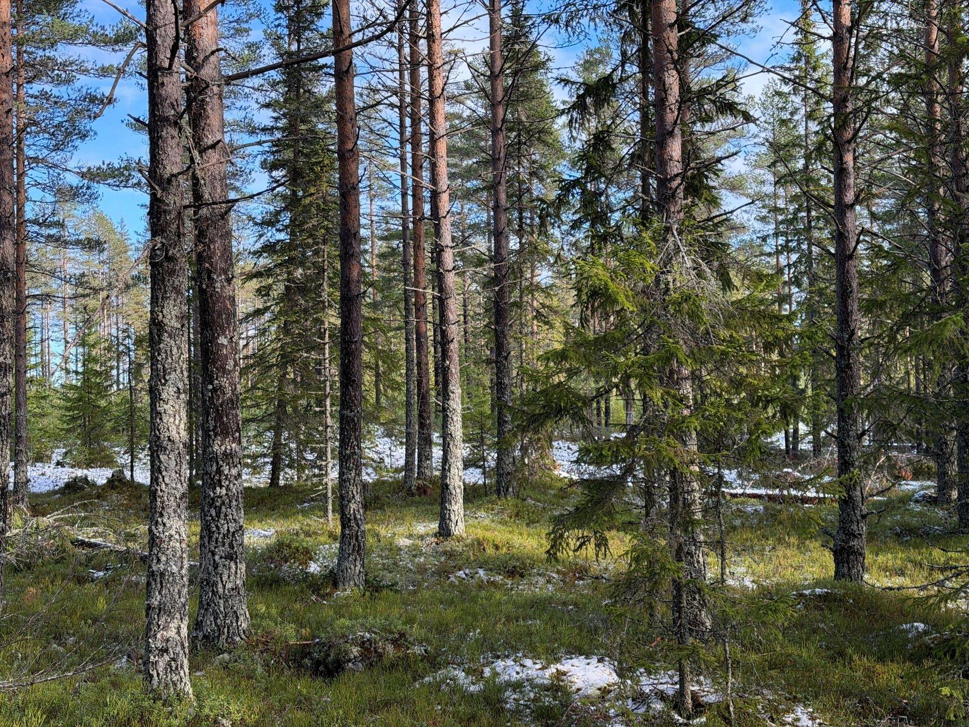 Gård/skog på Lindor 33 Orsa kommun - bild 15