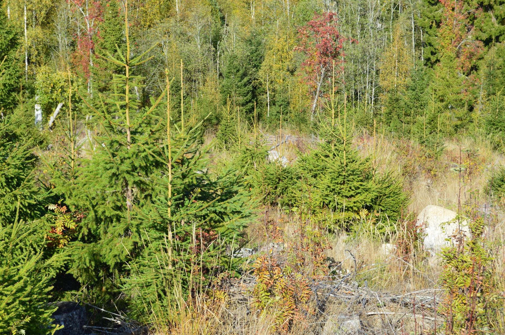 Gård med skogsbruk på Landtjärn Sandvikens kommun - bild 27