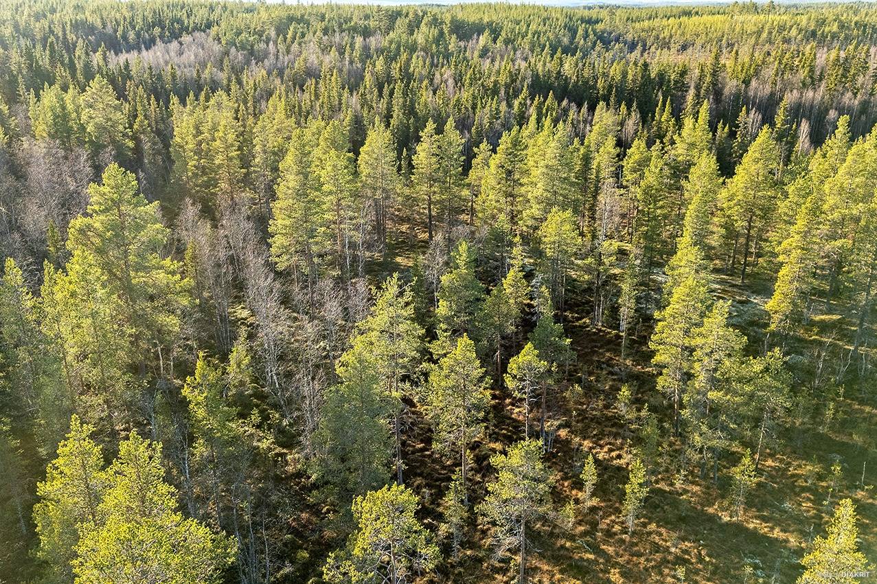 Gård med skogsbruk Älvdalens kommun - bild 14