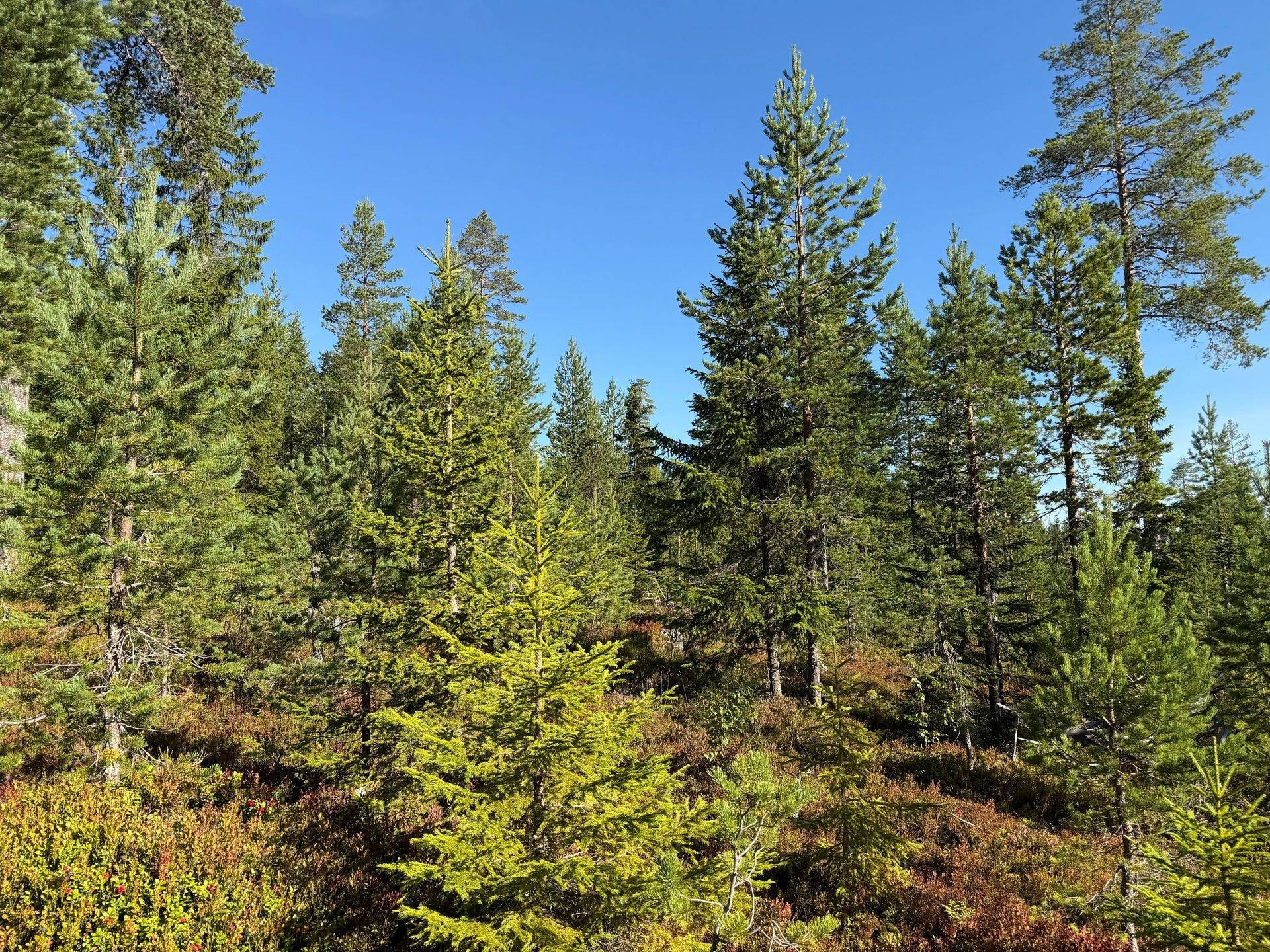 Gård/skog på Hansjö 317:24 Orsa kommun - bild 2