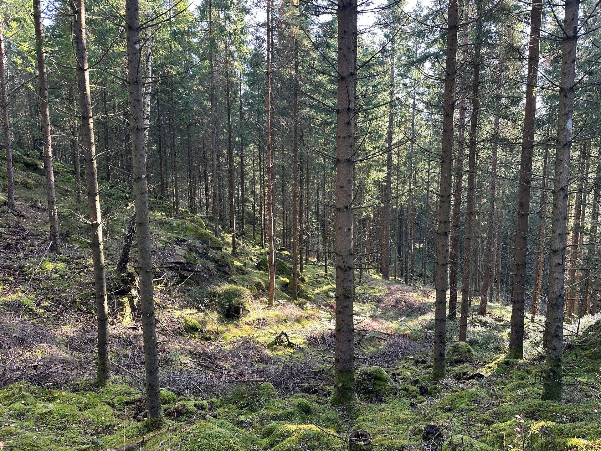 Gård med skogsbruk på MARK ANABÄCKSHULT 2:14 Anabäckshult Marks kommun - bild 11